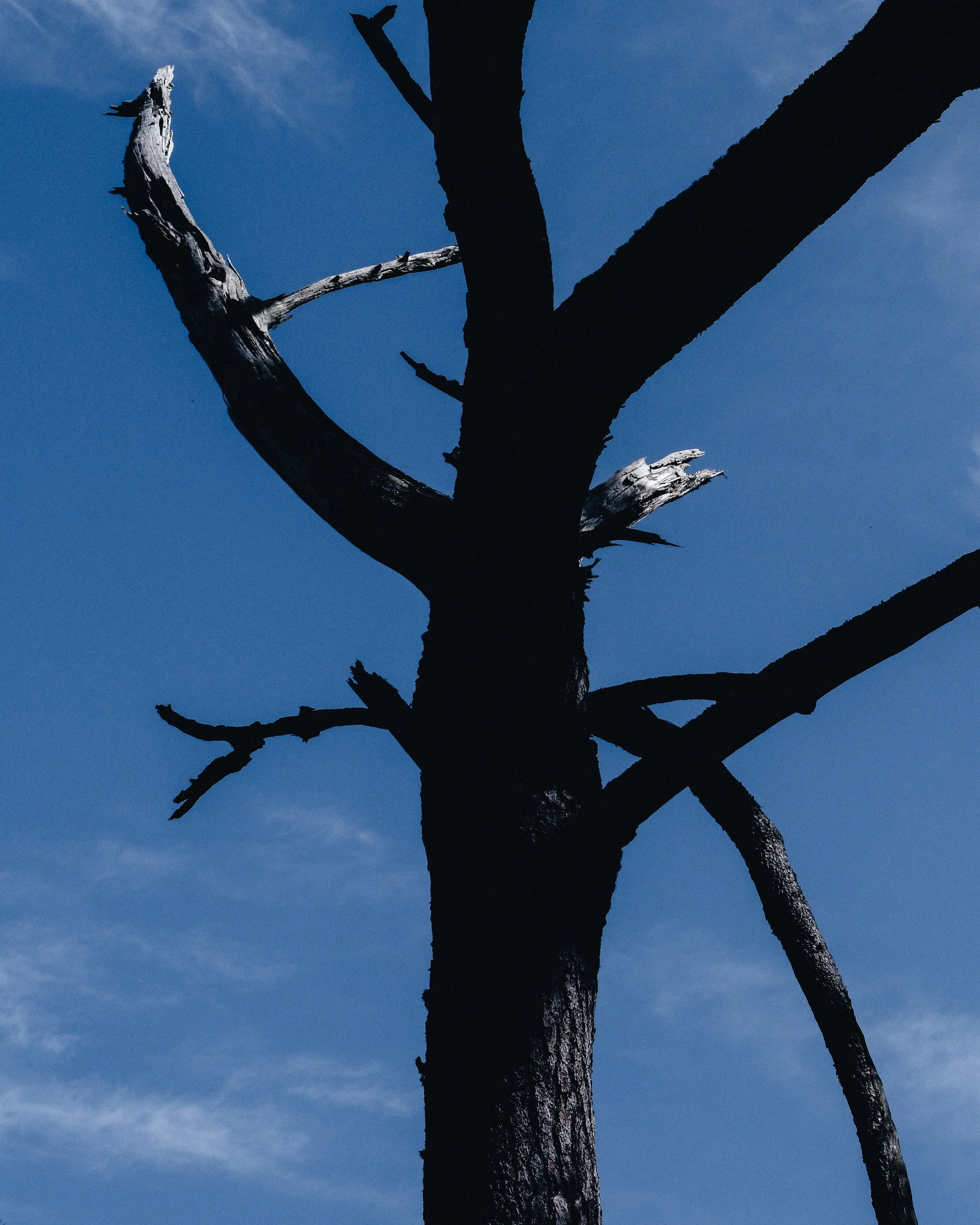 Arbre mort sans feuilles contre un ciel bleu. Branche cassée et troncs noirs.
