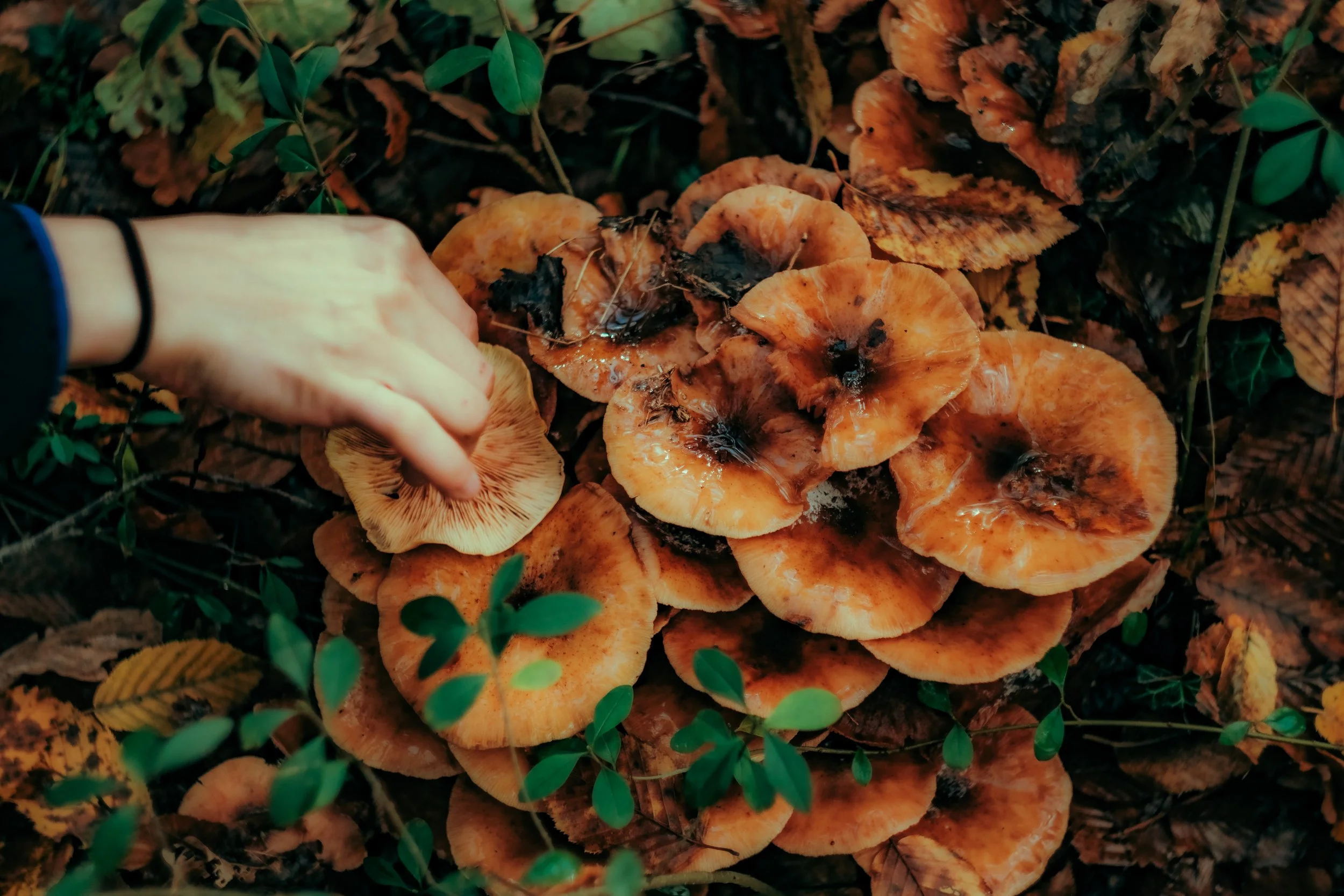 Une main touche des champignons orange-brun dans une forêt, entourés de feuilles mortes et de végétation.