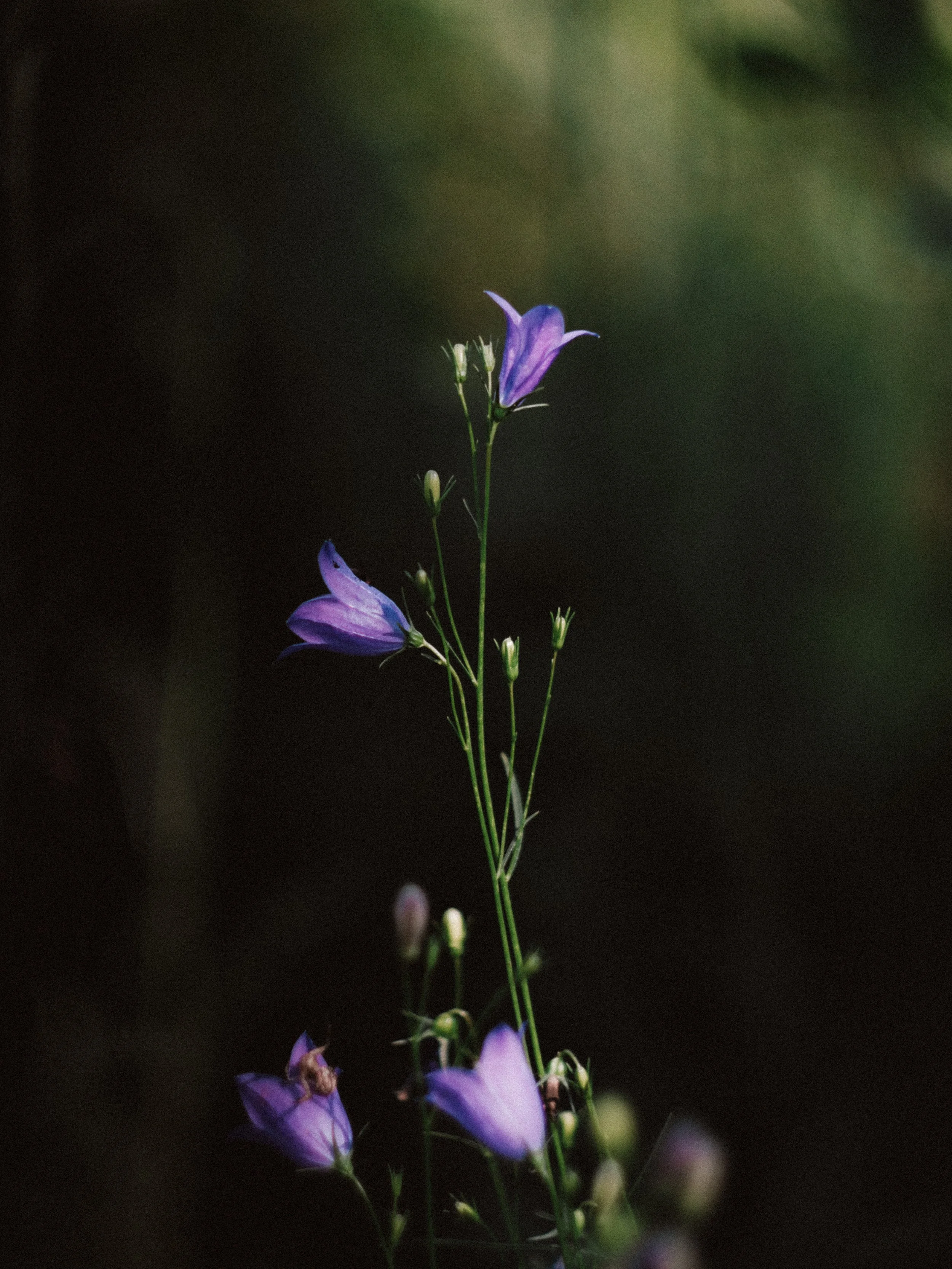Une fleur violette avec plusieurs boutons, sur un fond flou sombre