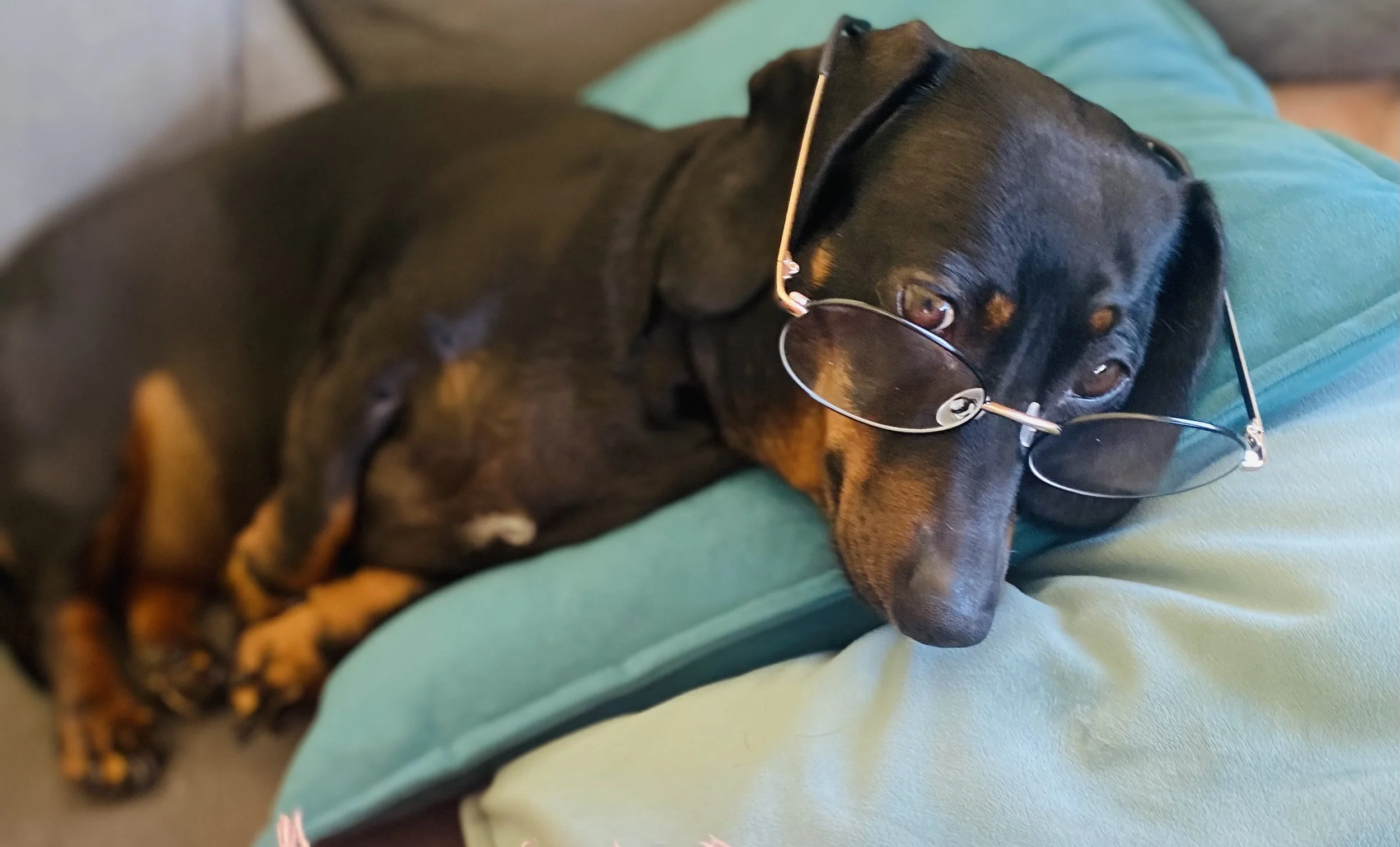 A black and tan dog wearing reading glasses is lying on a green cushion.