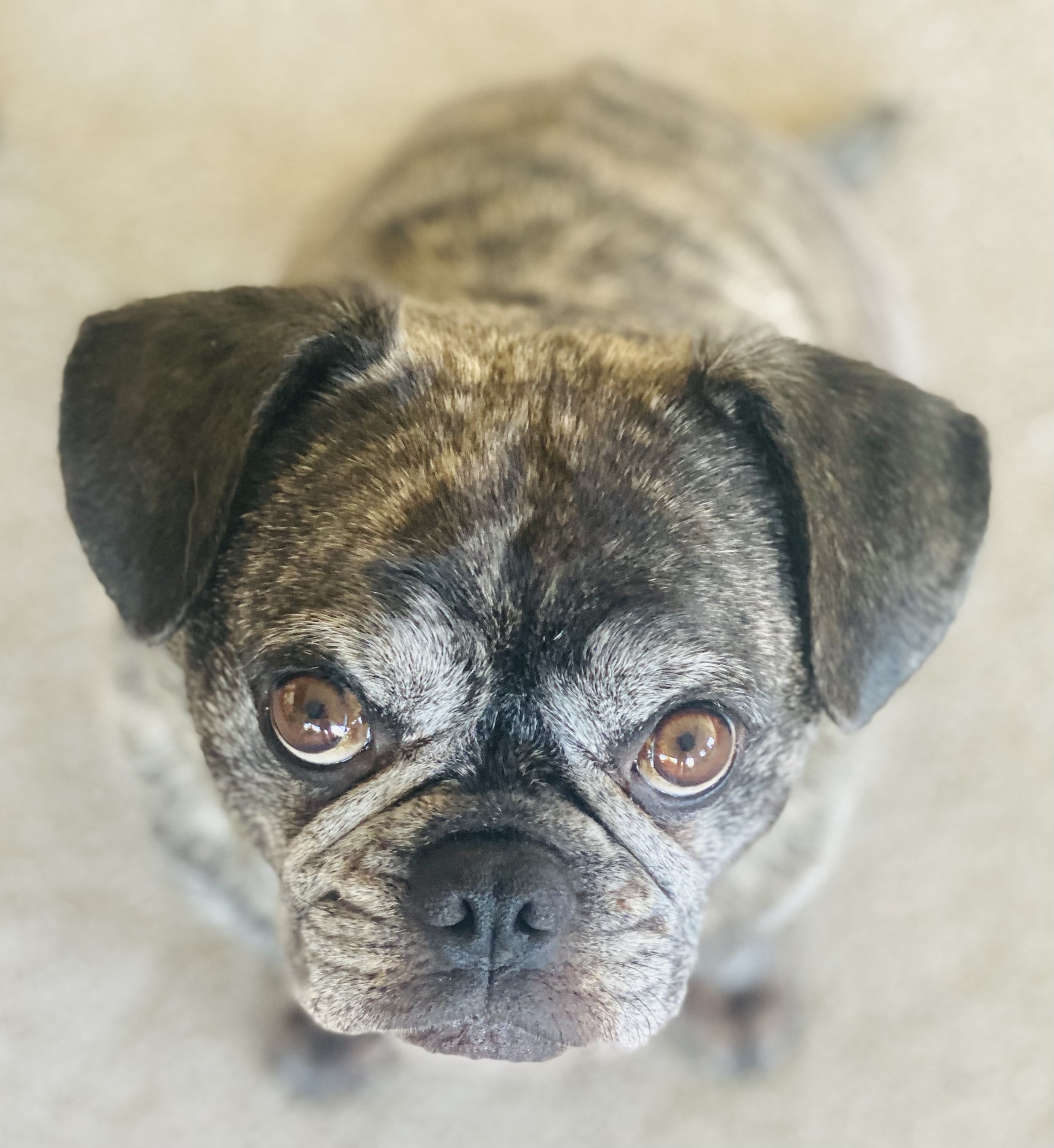 Close-up of a dog's face, focusing on its eyes and snout, with a light-colored background.