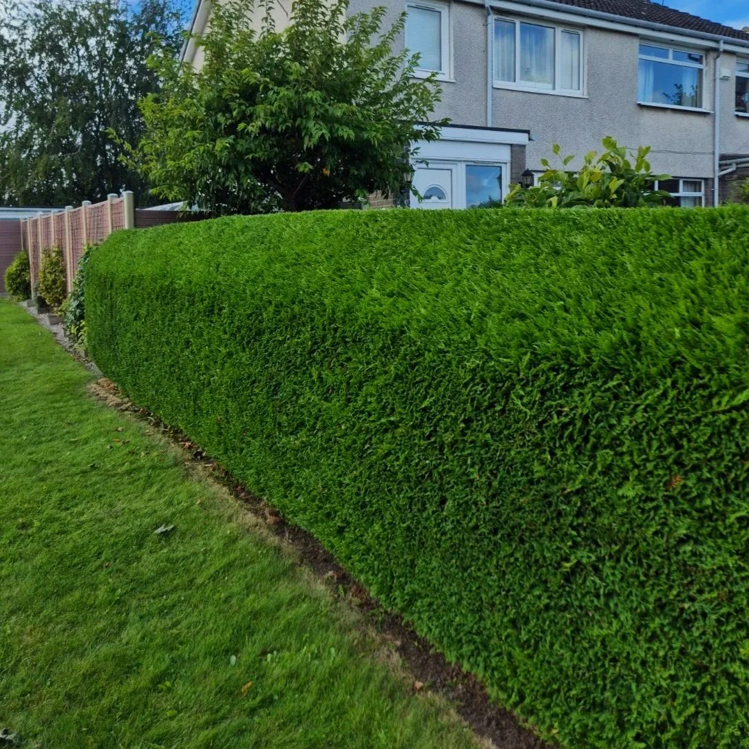 Neatly trimmed conifer hedge after hedge maintenance.