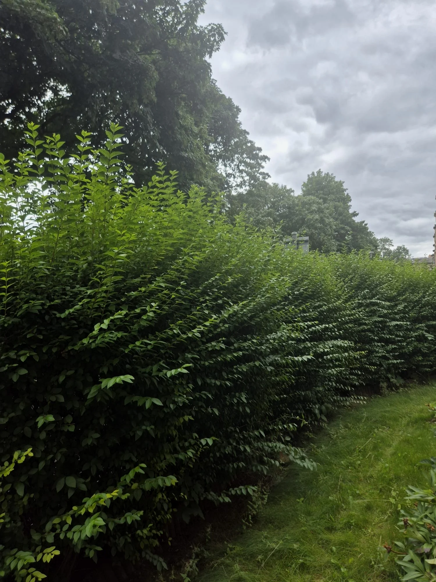 Overgrown garden hedge before hedge reduction.
