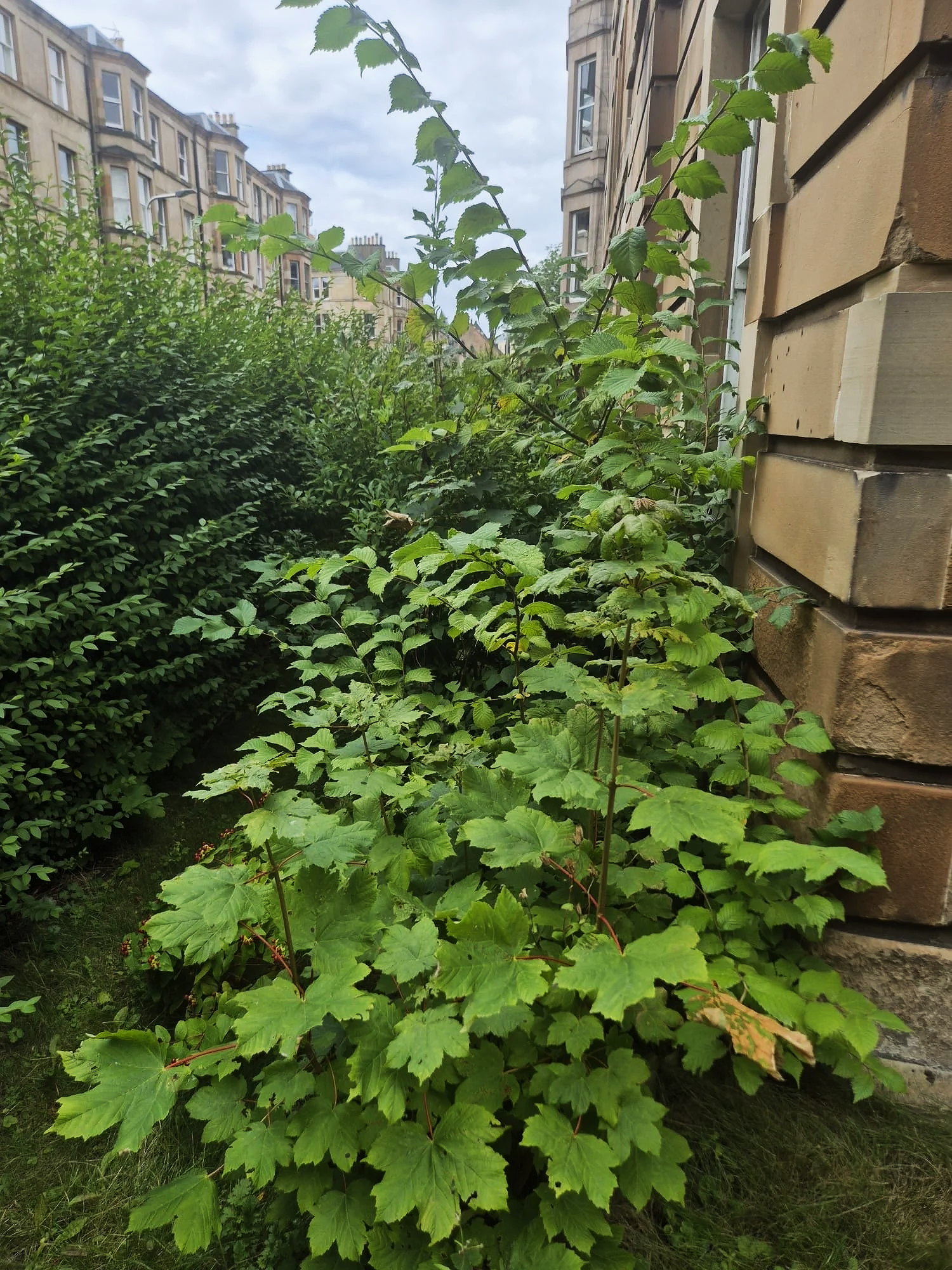 Overgrown garden before clearance