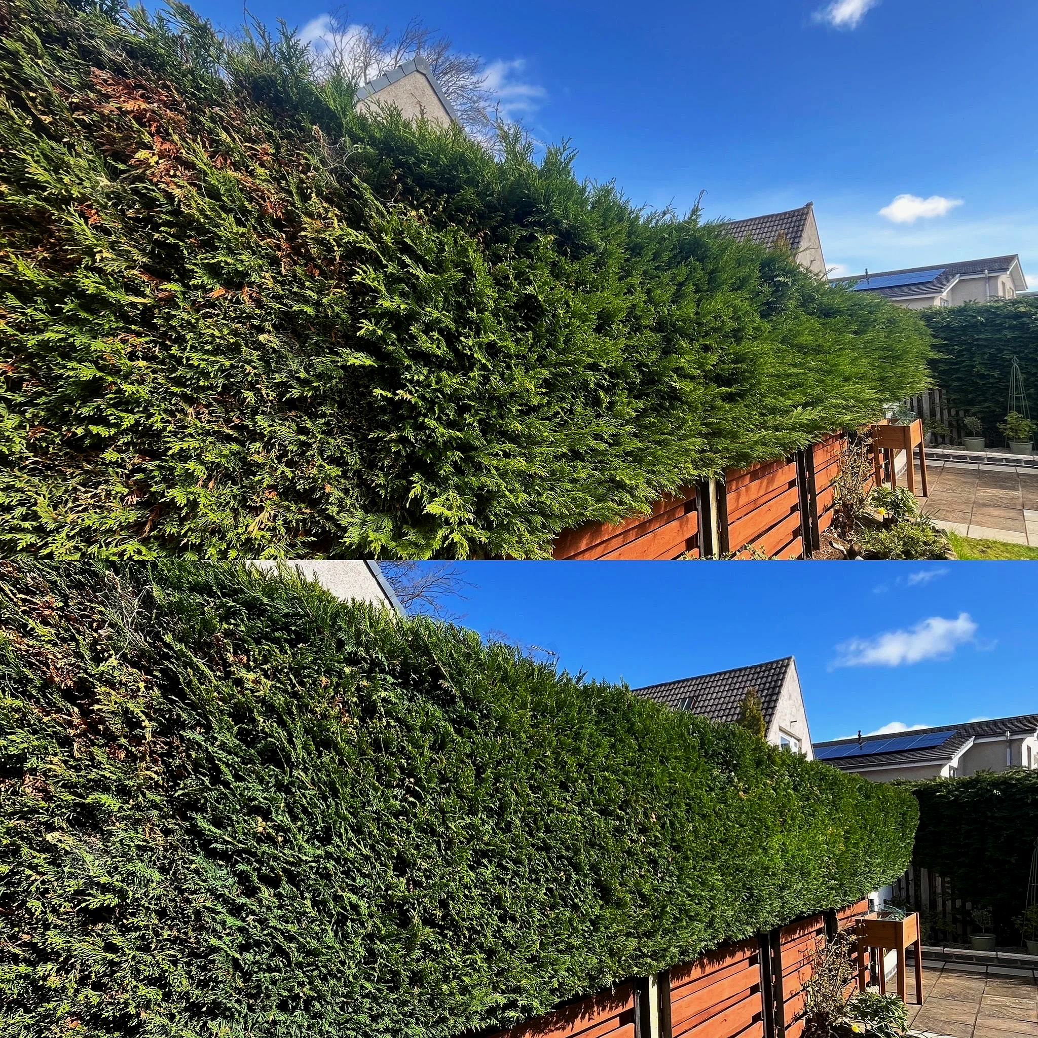 	
Neatly trimmed conifer hedge after hedge maintenance.