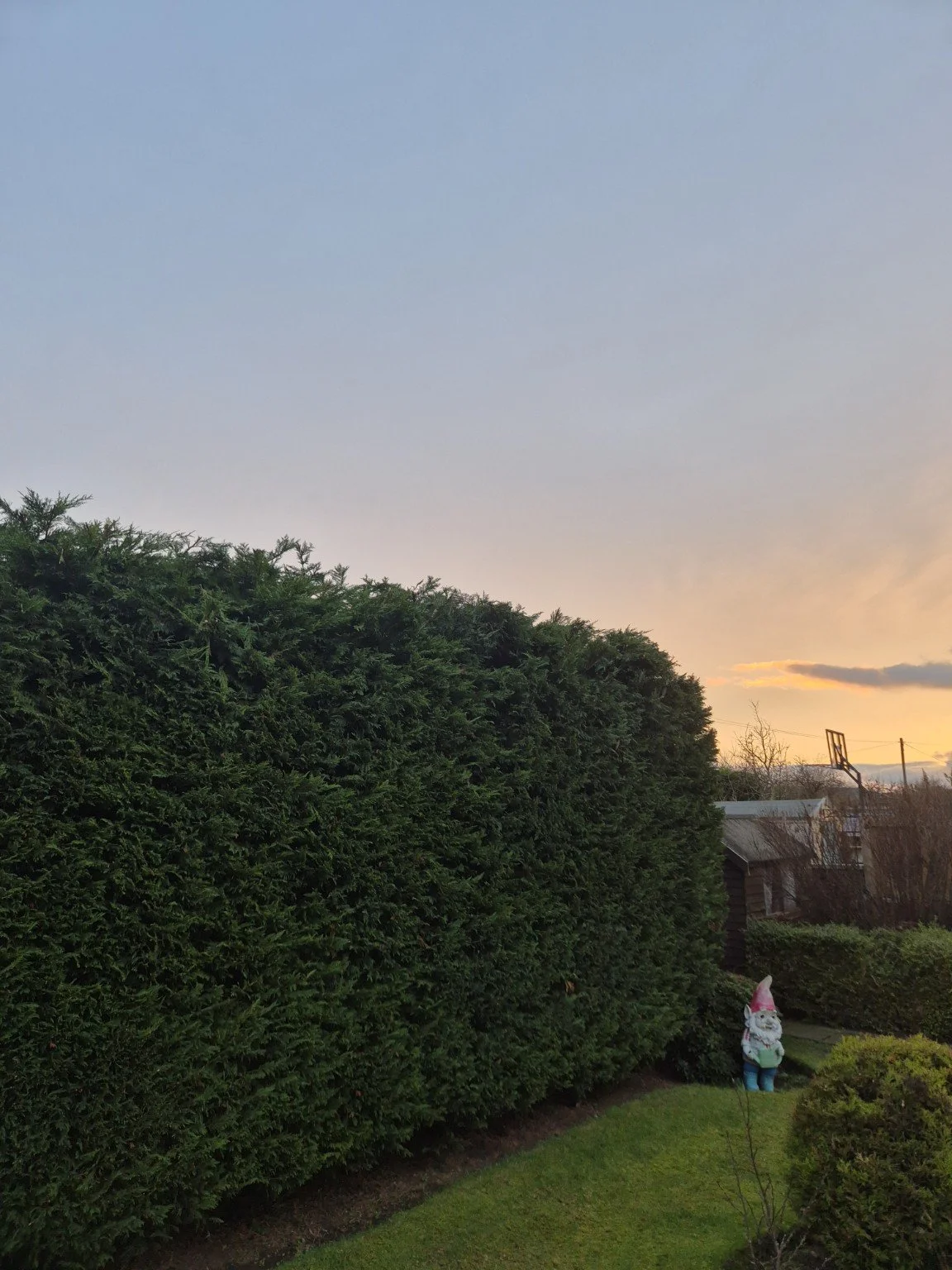 Large tidy hedge after hedge reduction.