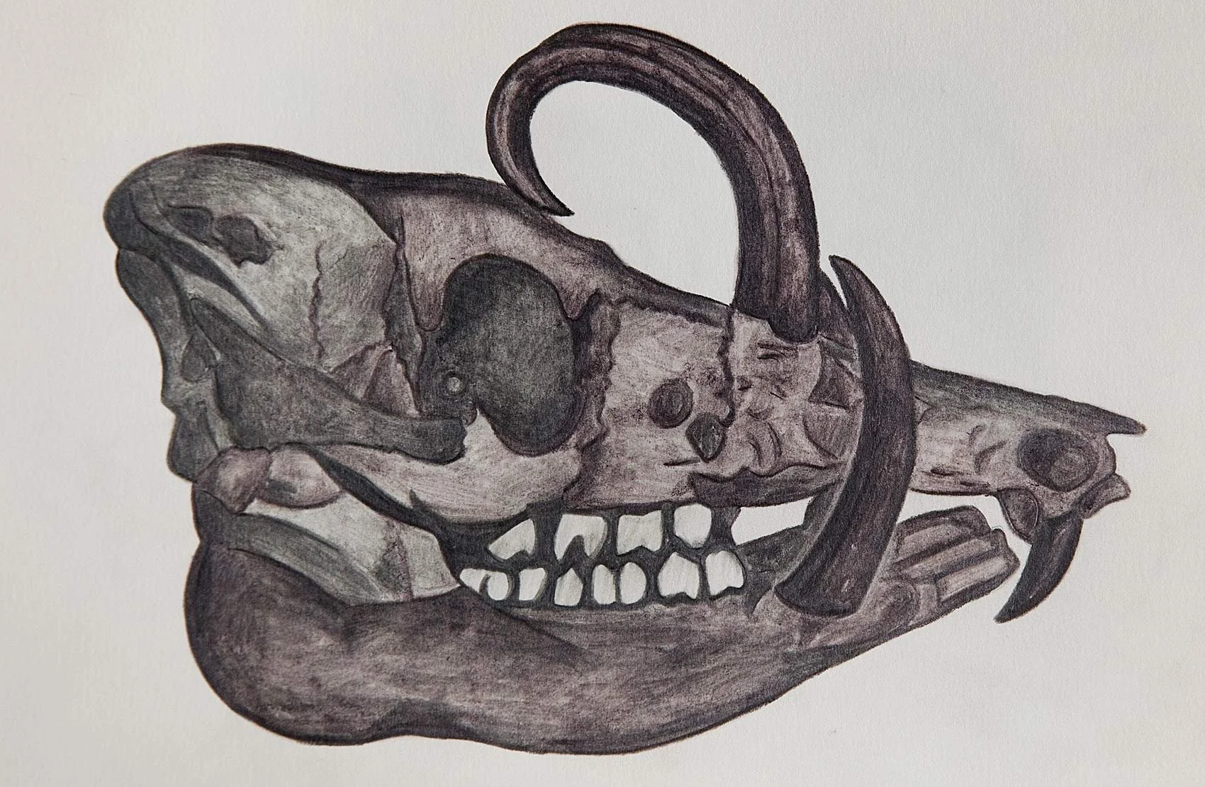 „Skull“. Aquarellgraphitstift auf Papier. 2022