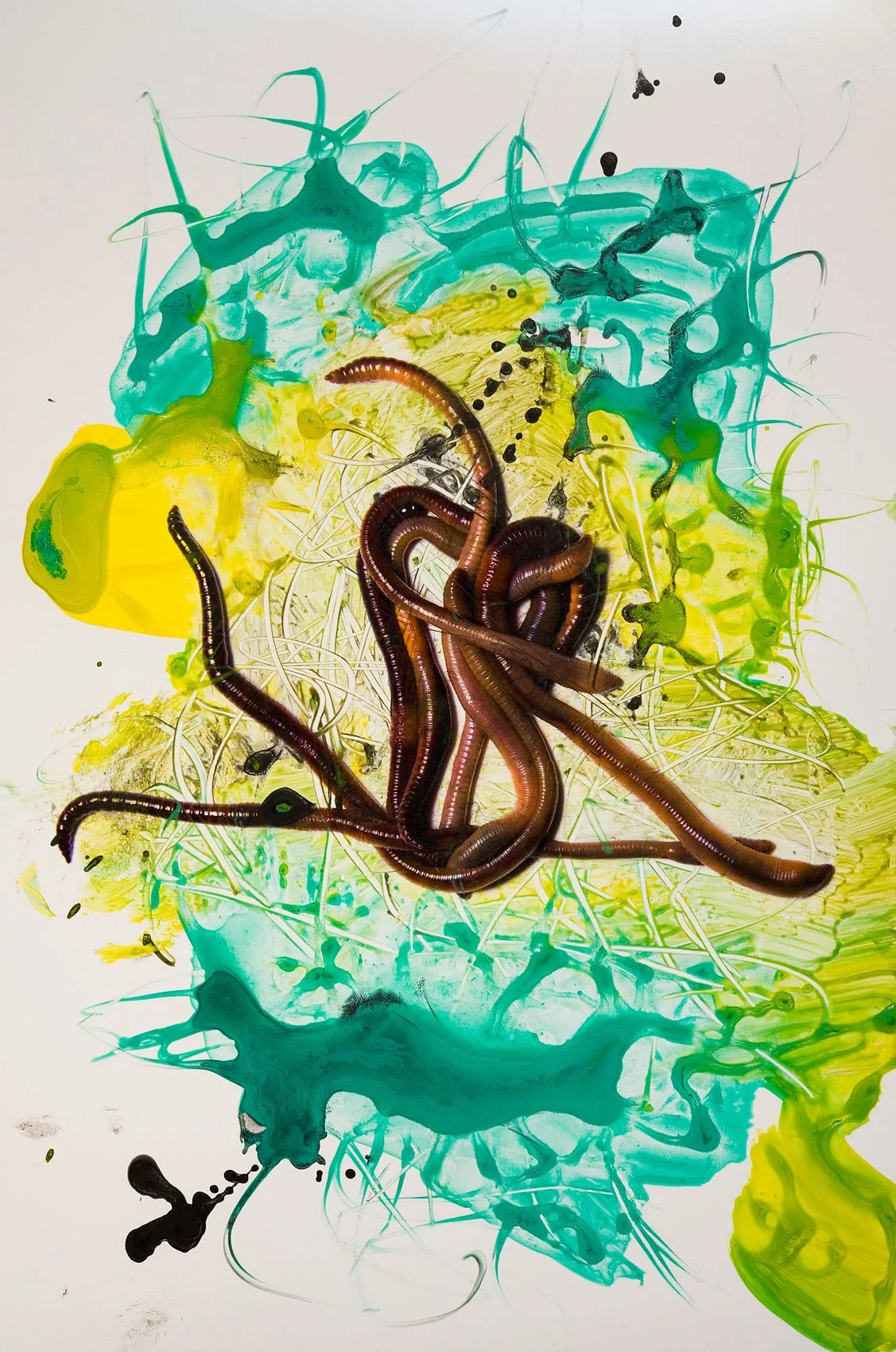 „Naturporträt“. Acrylfarbe auf C-Print. 31,5 x 21 cm. 2020