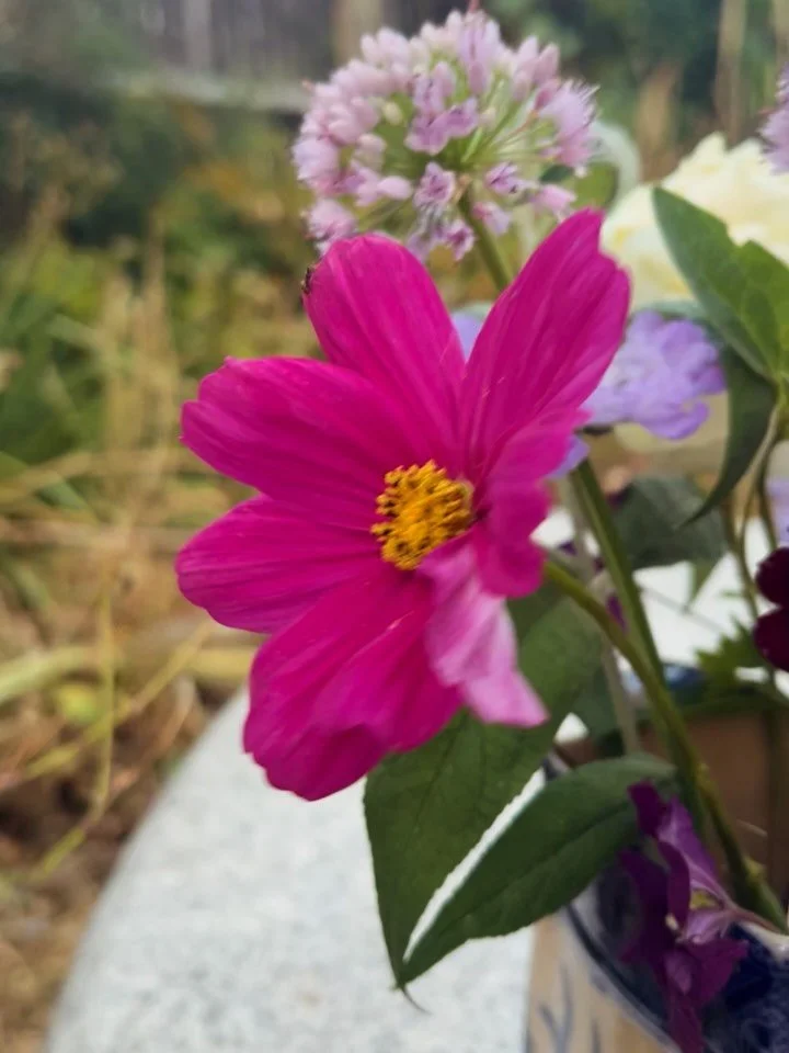 No better way to start the day- get out in the garden, cut flowers and arrange. Chocolate cosmos, astrantia, scabiosa, clematis, garden roses and common mallow. #cutflowers #floral
