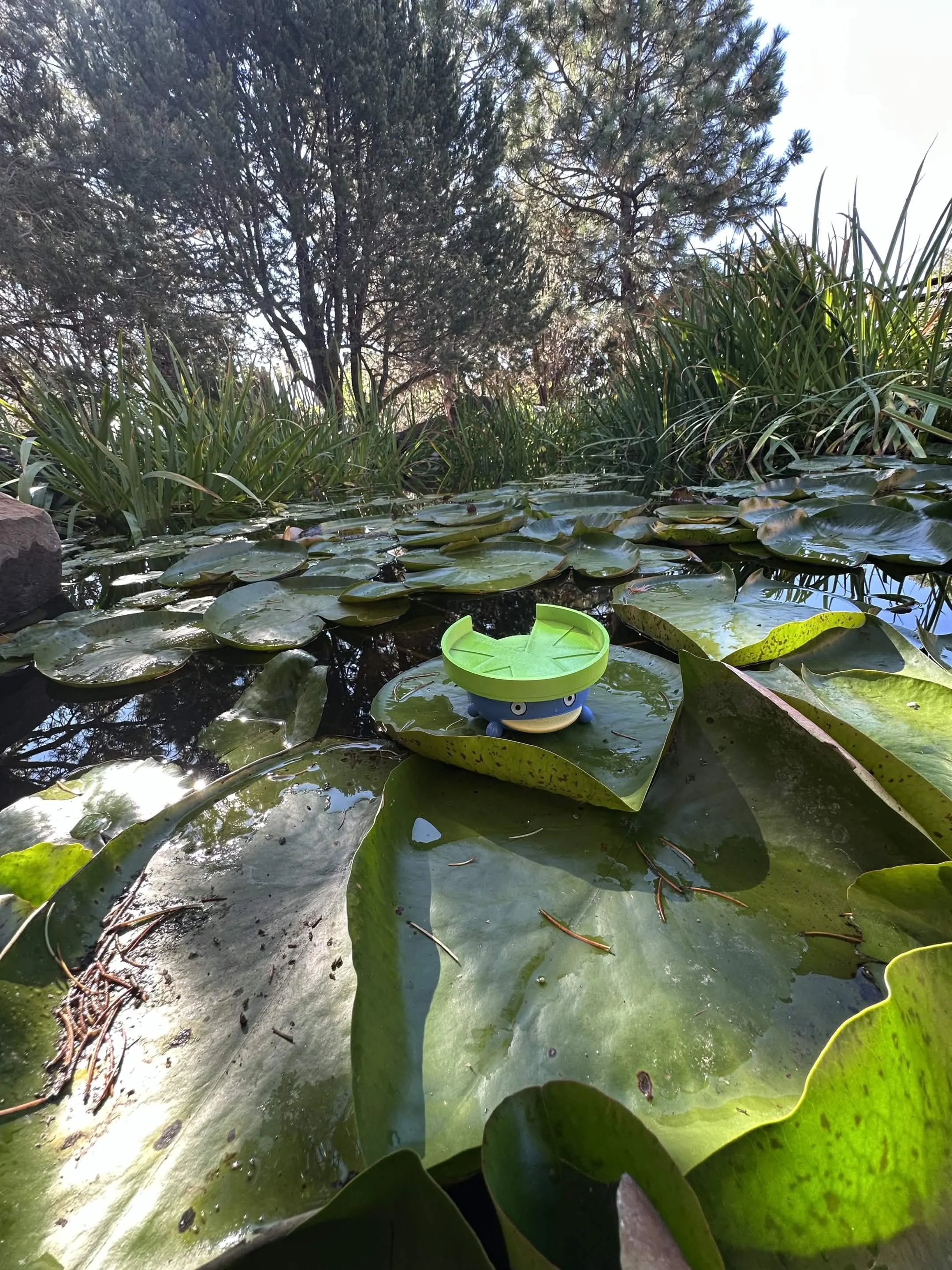lotad1.jpg