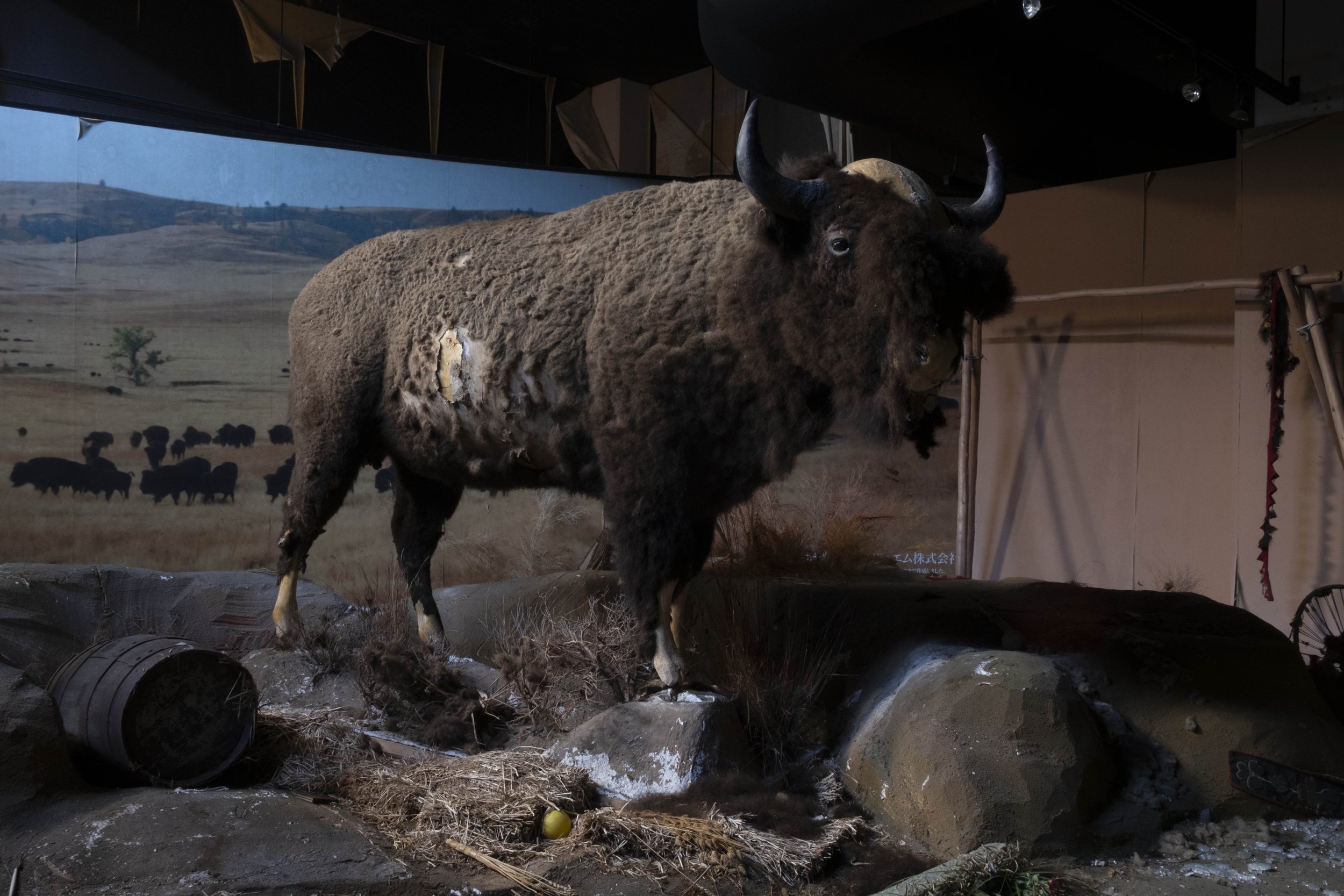 Taxidermy buffalo displayed inside the abandoned Western Village amusement park.