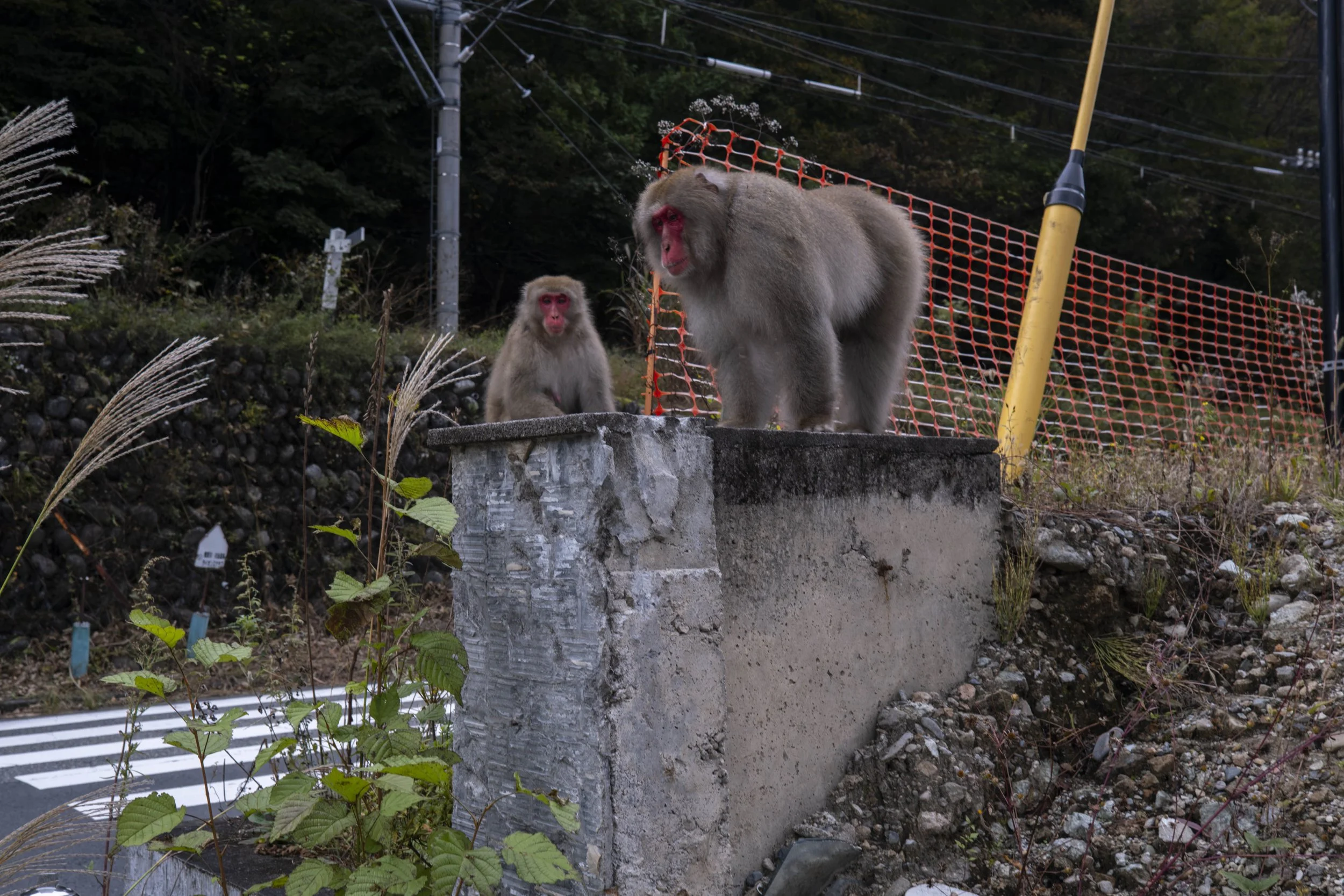 Two Japanese macaques beside a roadside near the Kinugawa city center.