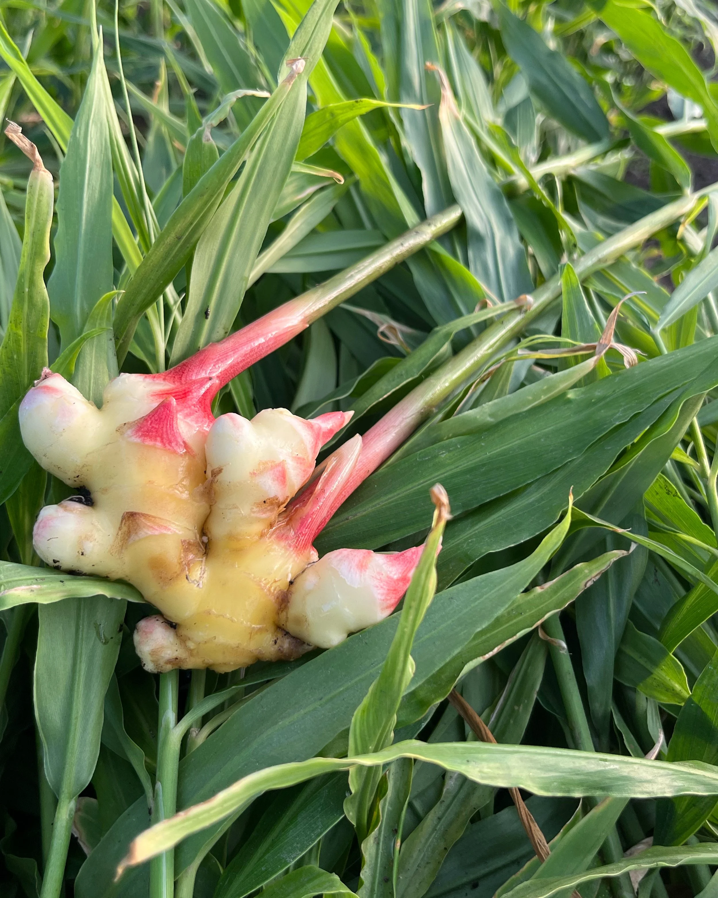 1LB Ginger