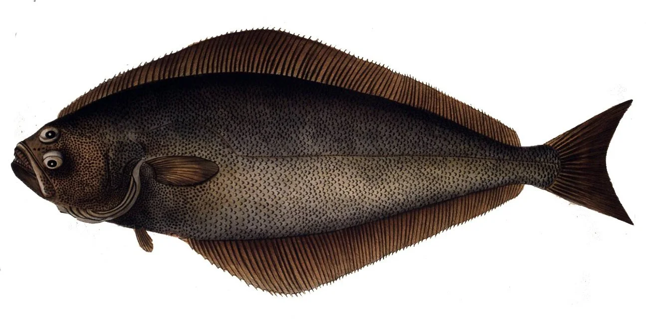 Lúða / Halibut