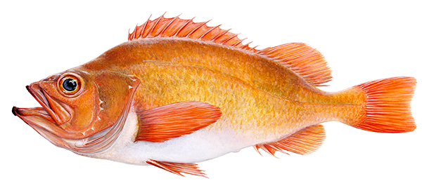 Karfi / Redfish