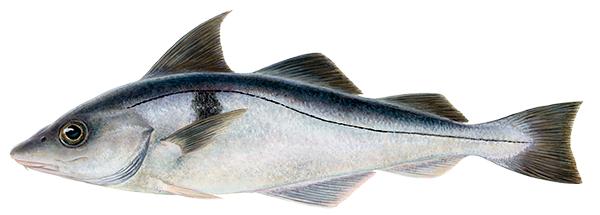Ýsa / Haddock 