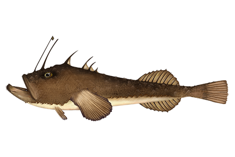 Skötuselur / Monkfish