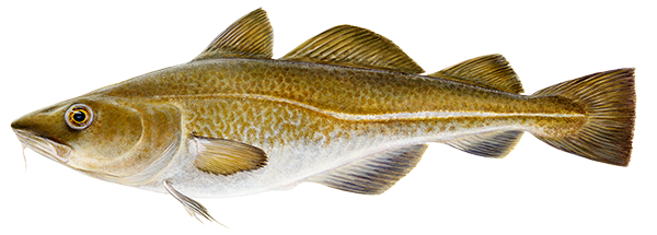Þorskur / Cod