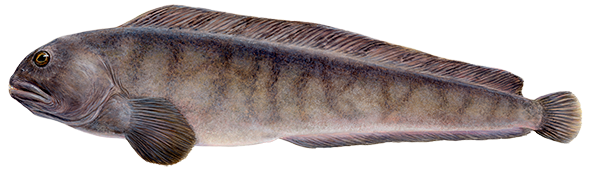 Steinbítur / Wolffish/Catfish 