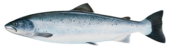 Lax / Salmon