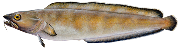 Tusk / Keila