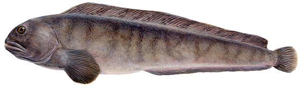 Catfish / Steinbítur