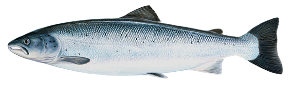 Salmon / Lax