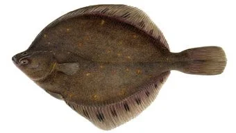 Plaice / Koli