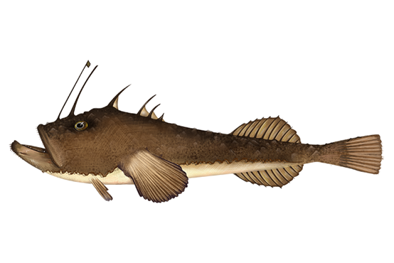 Skötuselur / Monkfish