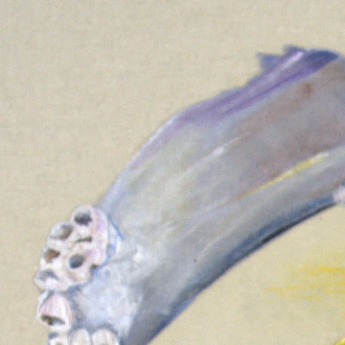 KamiMadArt_2026-005_From-Ashes-1_CLOSEUP_barnacles.jpg