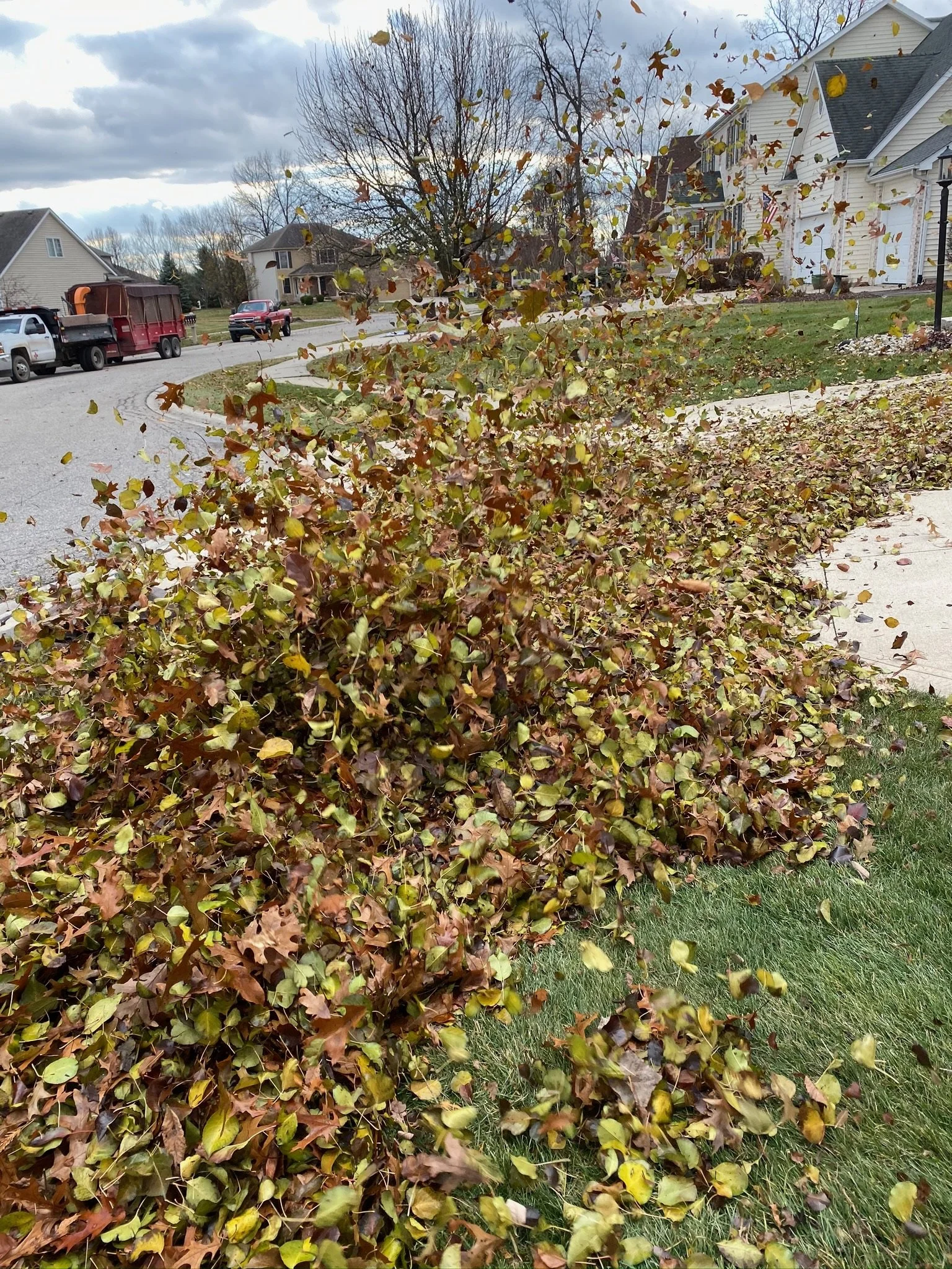 Leaf Removal