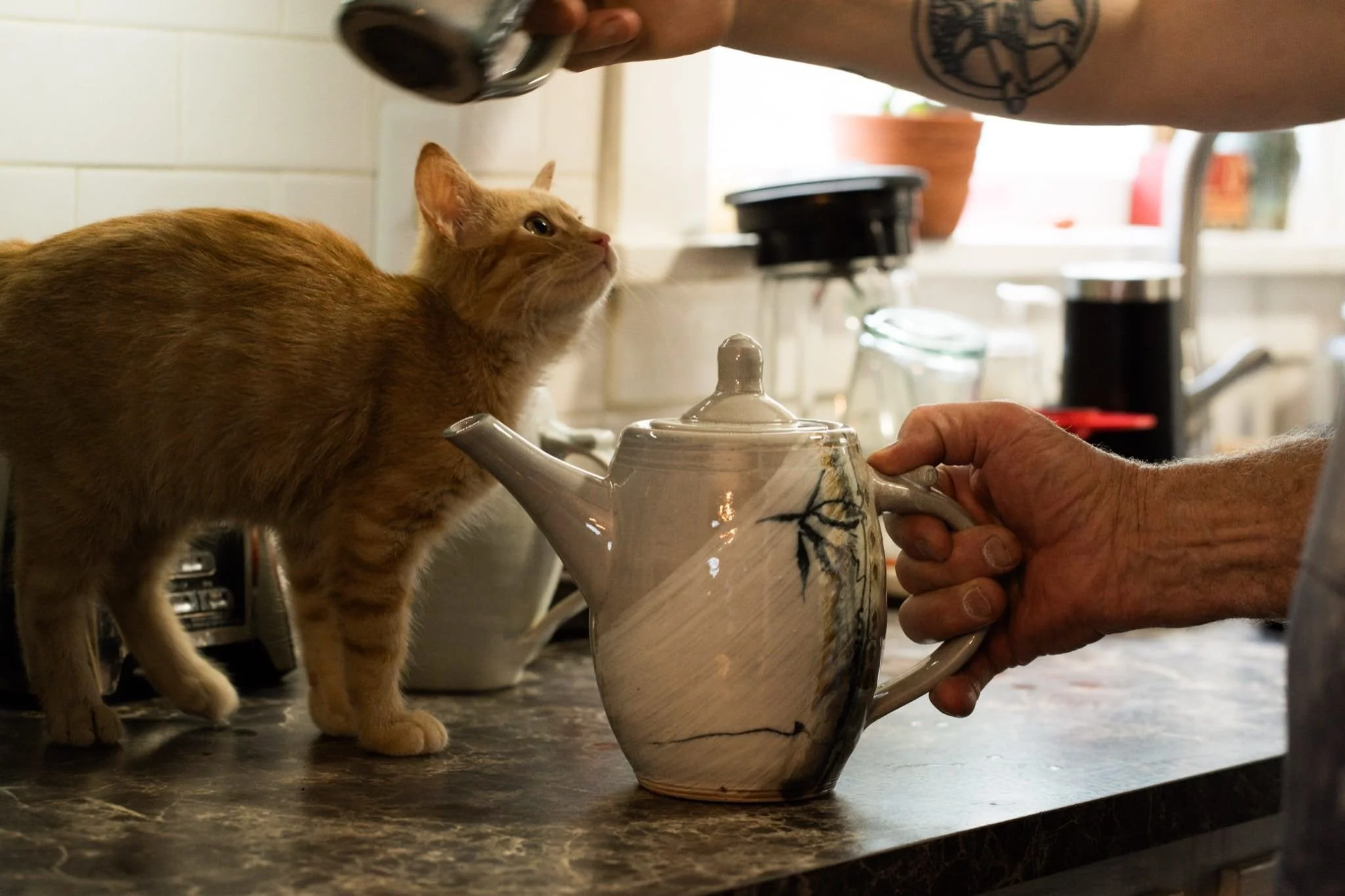 A person with tattoos holding a teapot while an orange tabby cat reaches up to the teapot on a dark kitchen countertop.