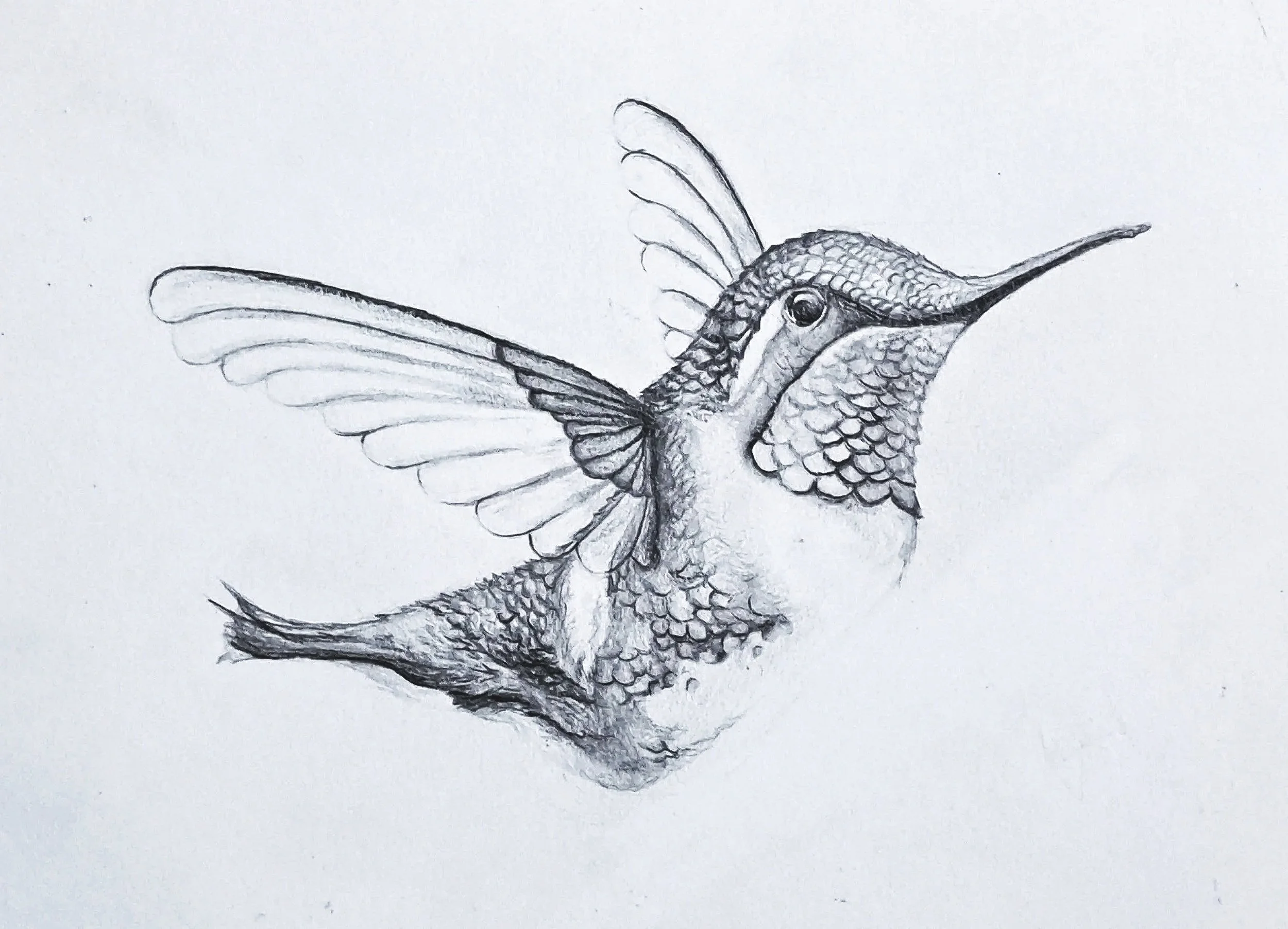 Title: Hummingbird 
Date: December, 2023
Medium: Graphite
Dimensions: 21 x 29,7cm