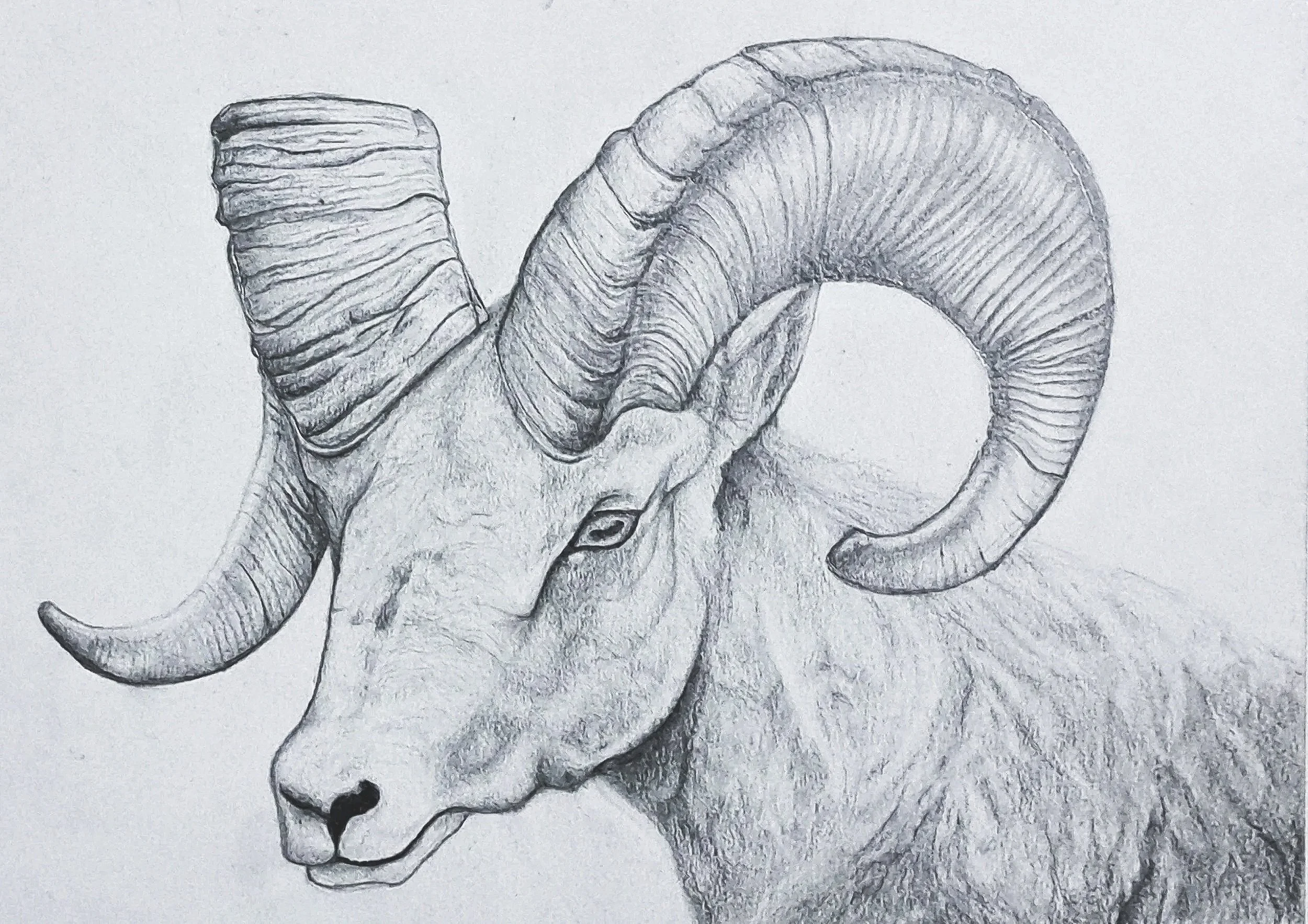 Title: Ram 
Date: December, 2023
Medium: Graphite
Dimensions: 21 x 29,7cm