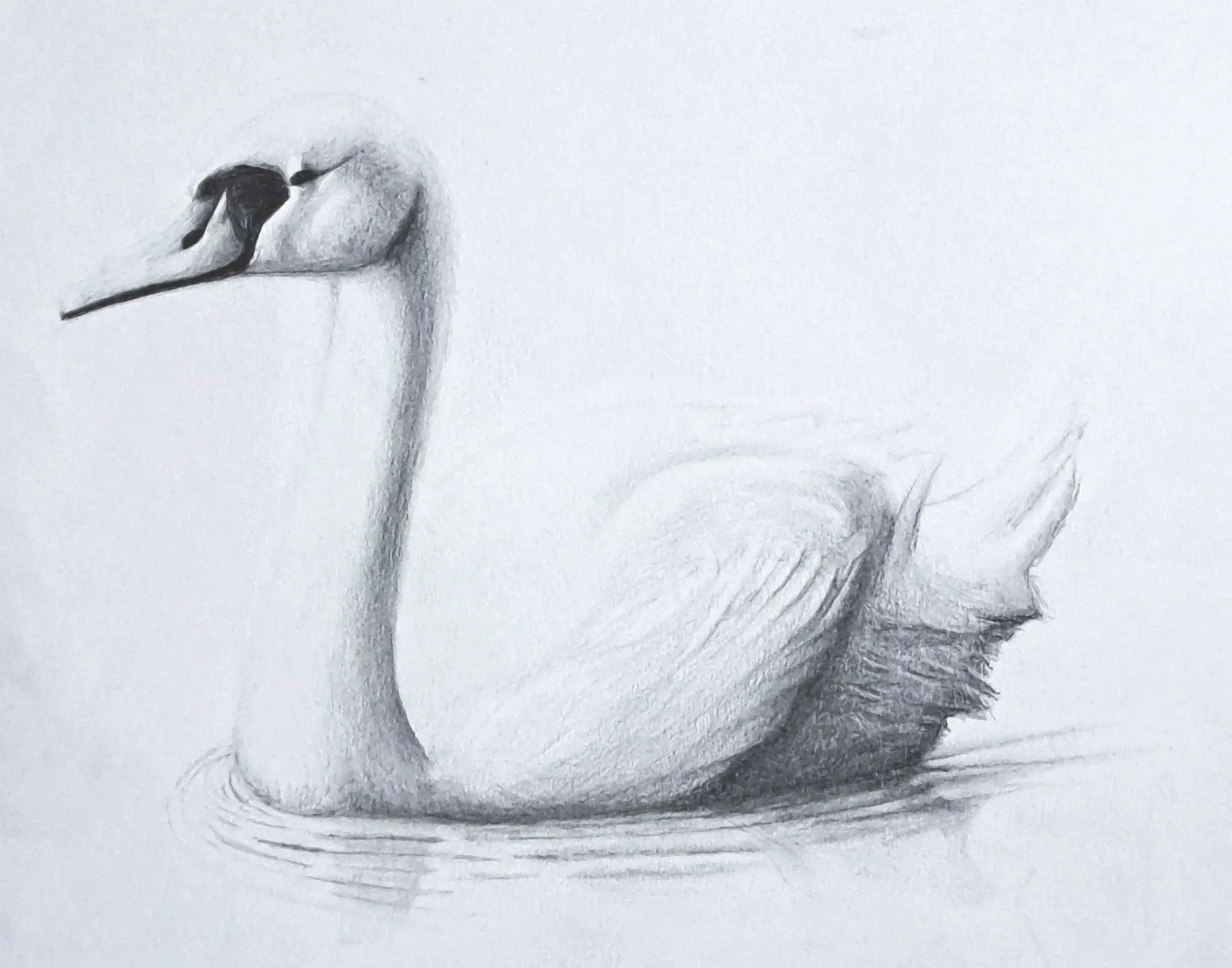Title: Swan 
Date: December, 2023
Medium: Graphite
Dimensions: 21 x 29,7cm