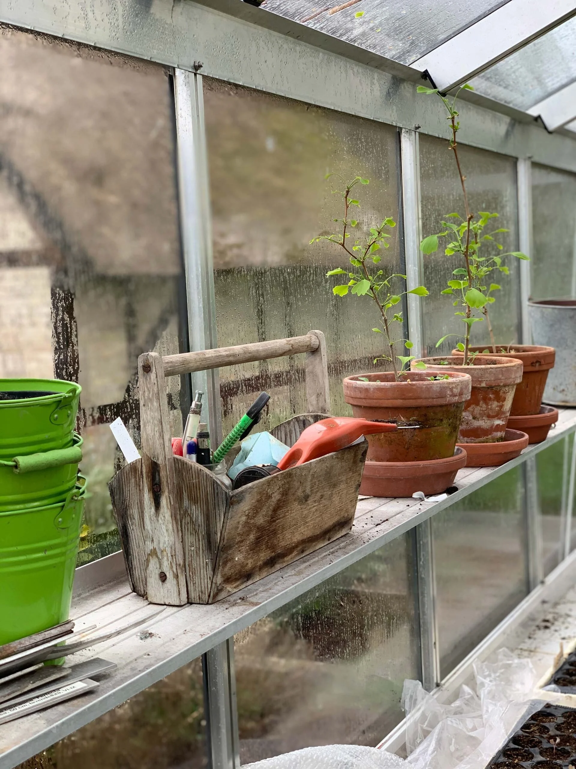 A greenhouse shelf with potted plants, gardening tools, and a green watering can. The glass walls are foggy with moisture.