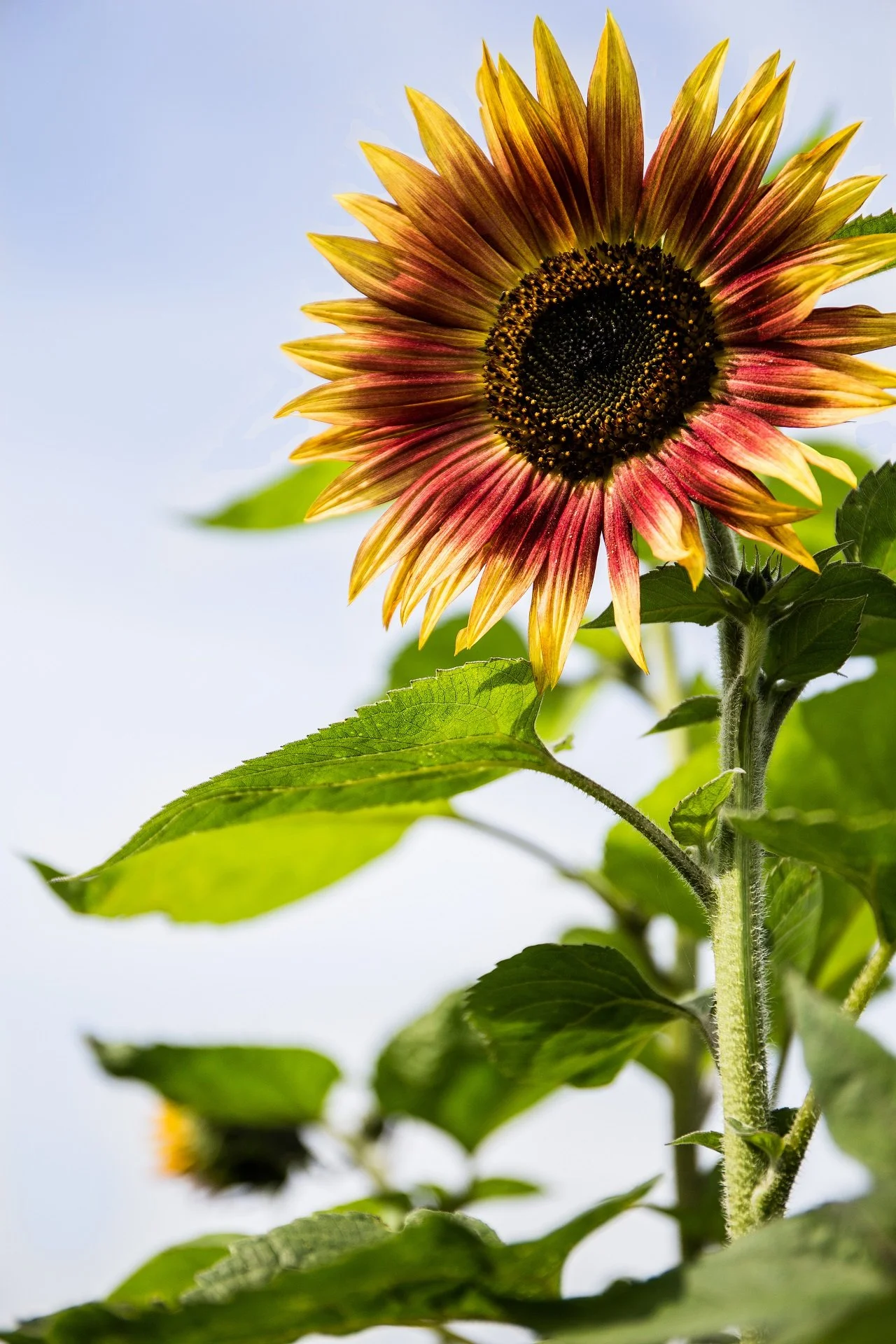 Close-up of a sunflower with yellow and red petals, green leaves, and a partly cloudy sky in the background.