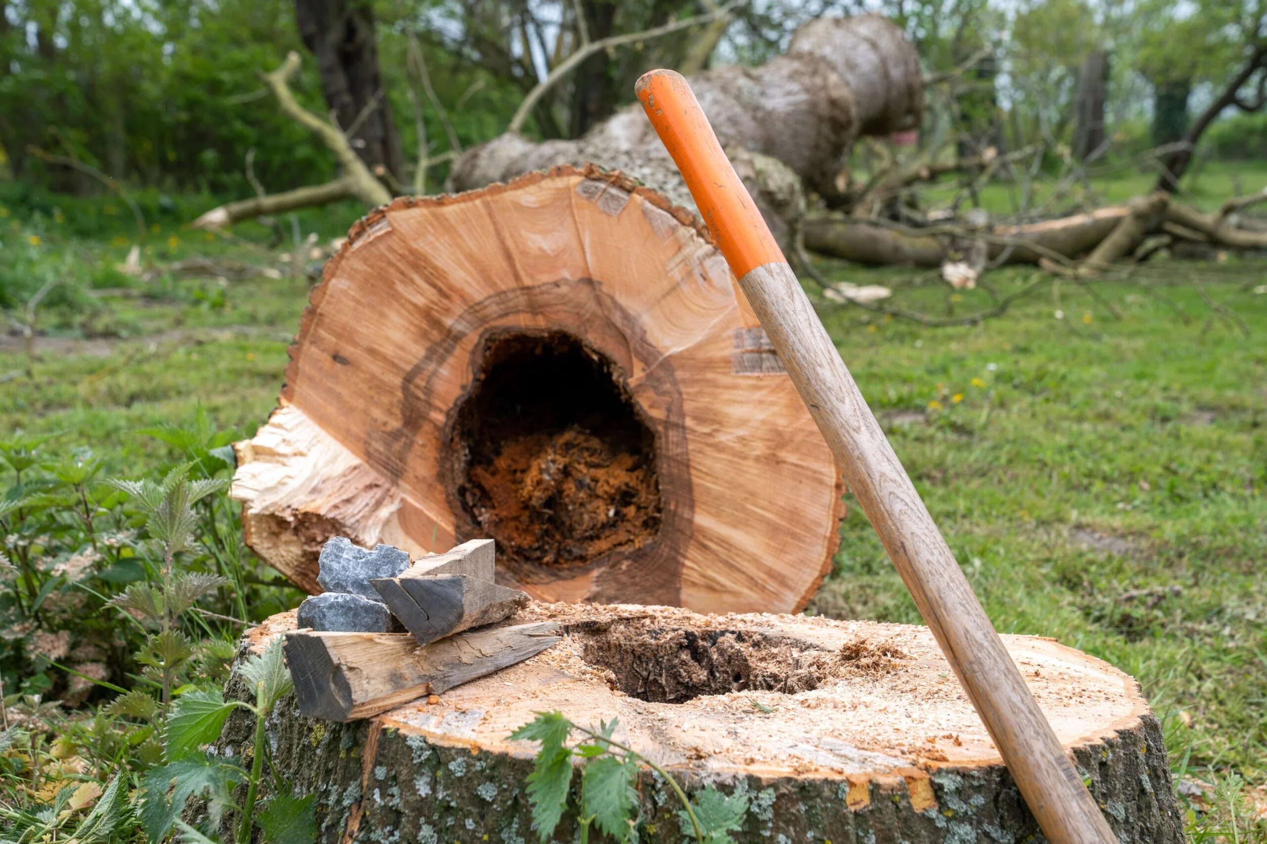 A large cut tree trunk with a hollow center and wood chips around it, with a wood chisel and axe resting on the trunk in an outdoor setting with green grass and trees in the background.