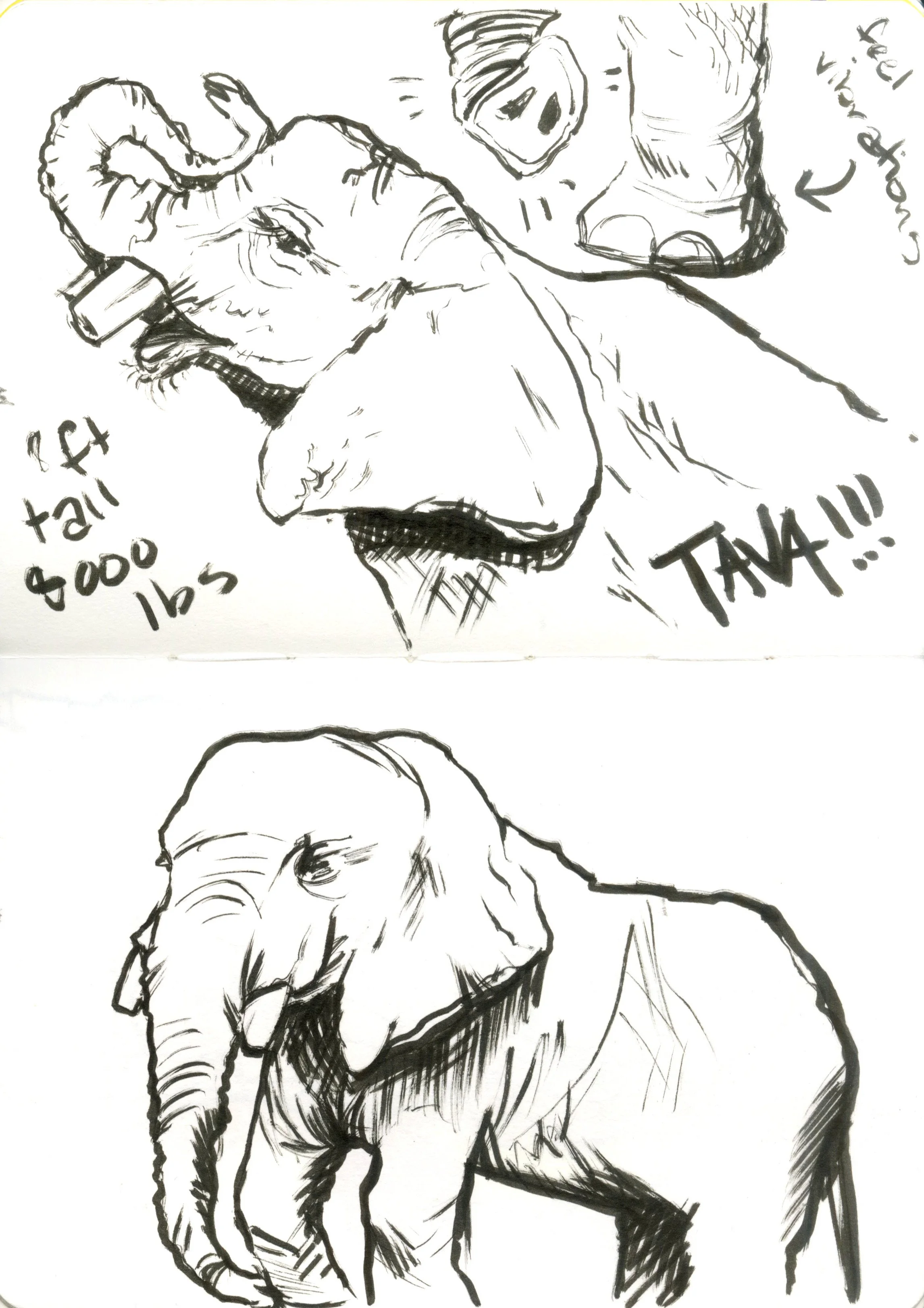 Black and white sketch of an elephant, focusing on its face and trunk, with some handwritten notes around it.