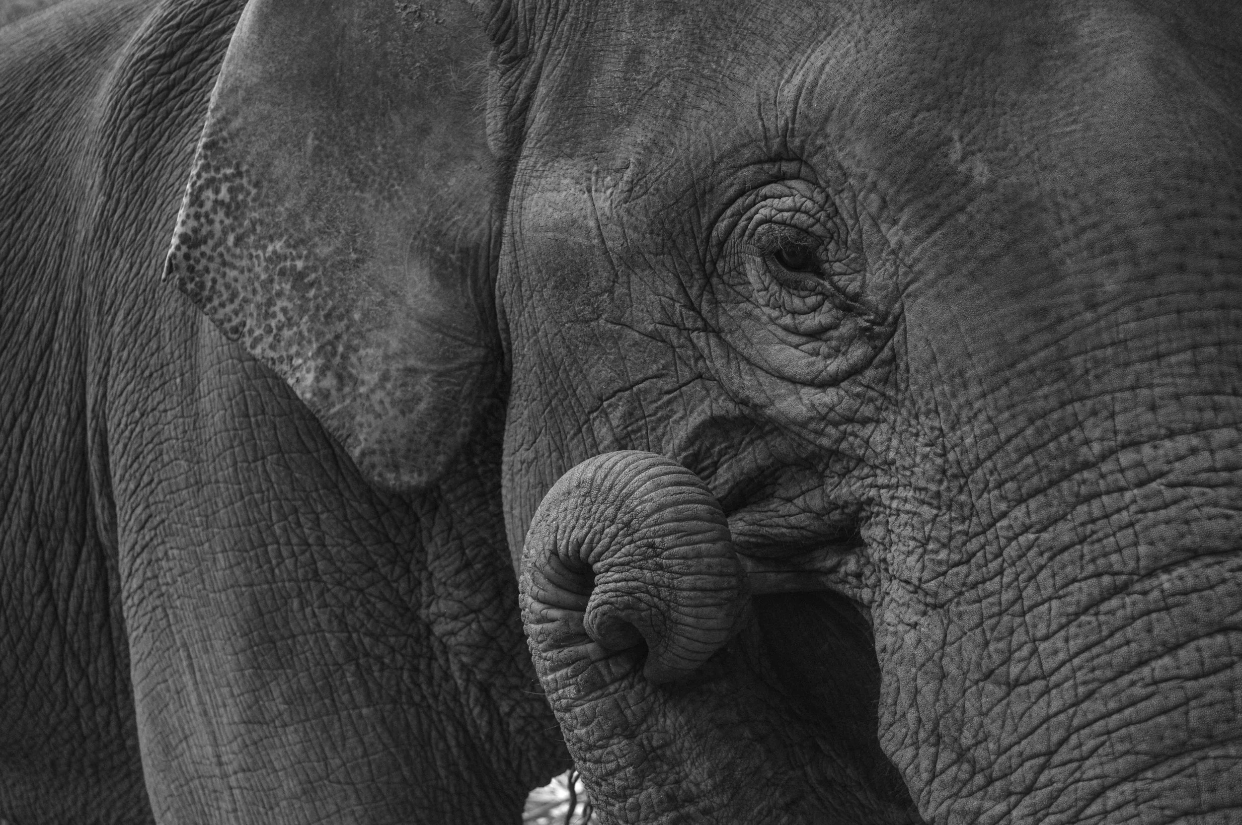 Elephants-2.JPG