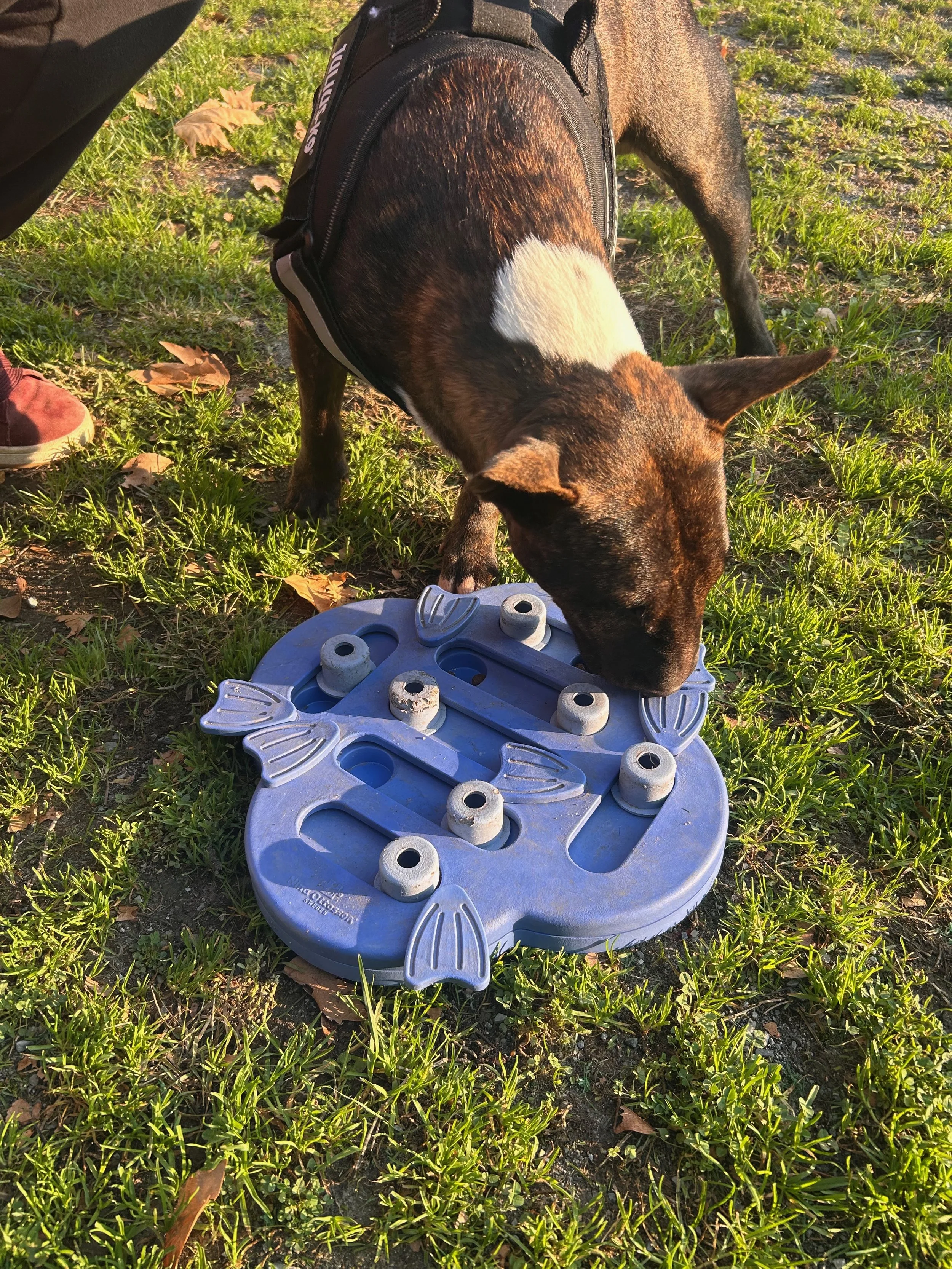 Un cane di taglia media con collarino nero e mantello tricolore sta mangiando fuori su un prato di erba, con foglie secche sparse sul terreno. Accanto a lui, un umano con scarpe rosse sta osservando.