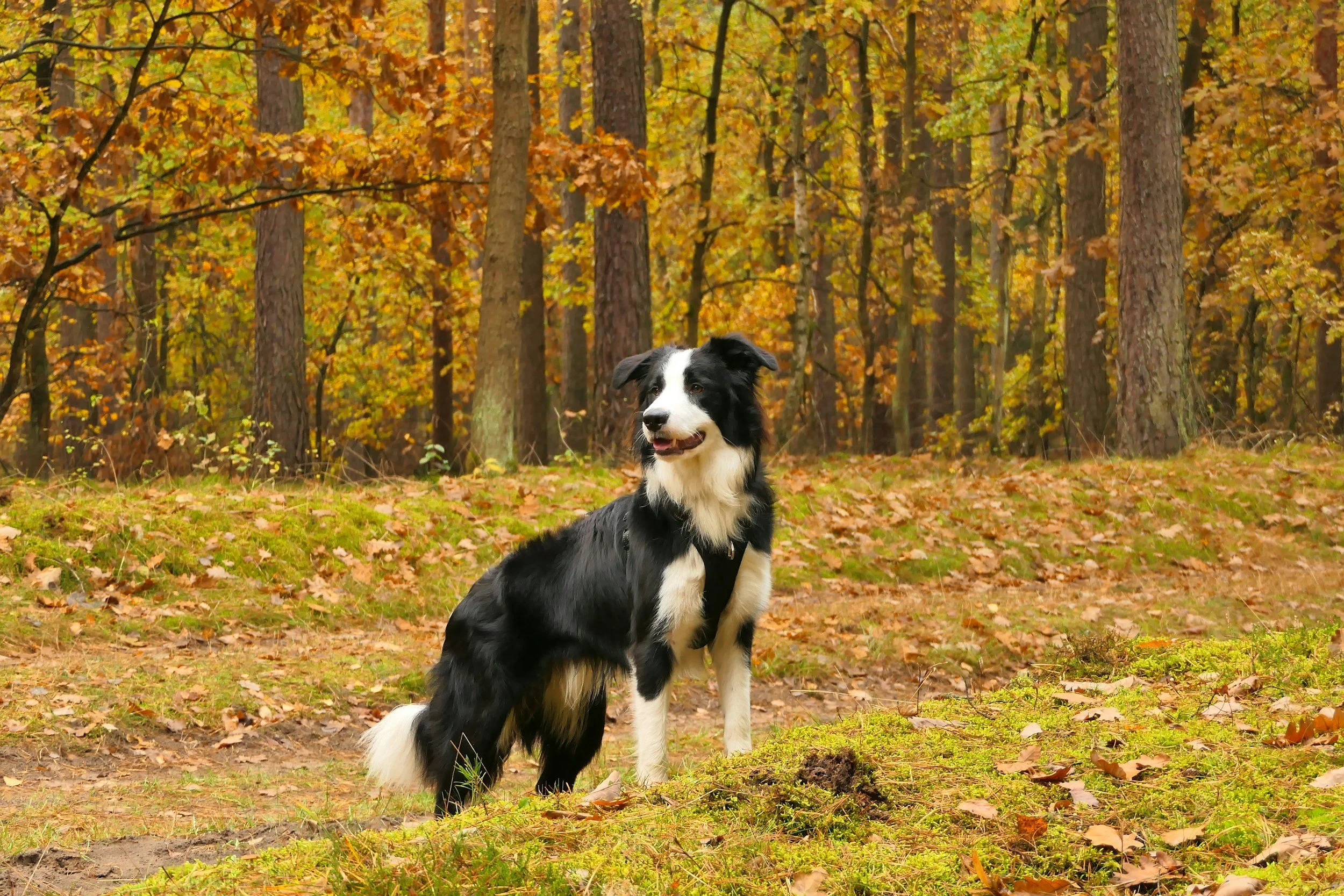 Un cane pastore nero e bianco seduto in un bosco autunnale con foglie arancioni e marroni sugli alberi e sul terreno.