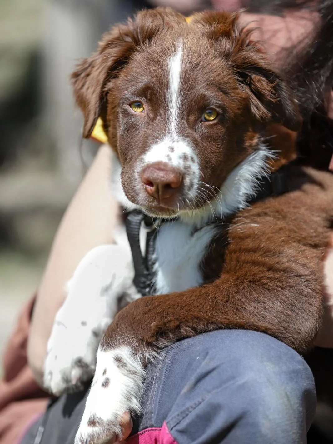 🏡 Benvenuto in famiglia, Choco! 🍫
🌅Ci aspettano tantissime avventure, non vedo l&rsquo;ora di iniziare questo viaggio!
🐾Spero riuscir&ograve; ad essere la guida di cui hai bisogno

~~~~~~~~🌼Loomina&rsquo;s Love Me Some Chocolate 🍫 

🏡 Welcome 