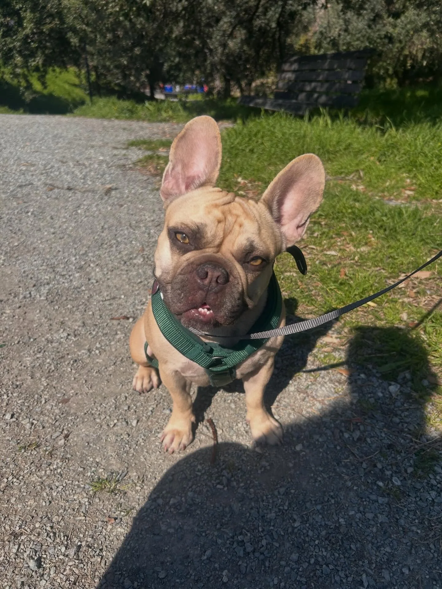 Alcuni dei nostri amici durante le lezioni urbane e al campo🐾
#educazionecinofilagenova #liguria #genovapra #genovapegli #educazionecinofila