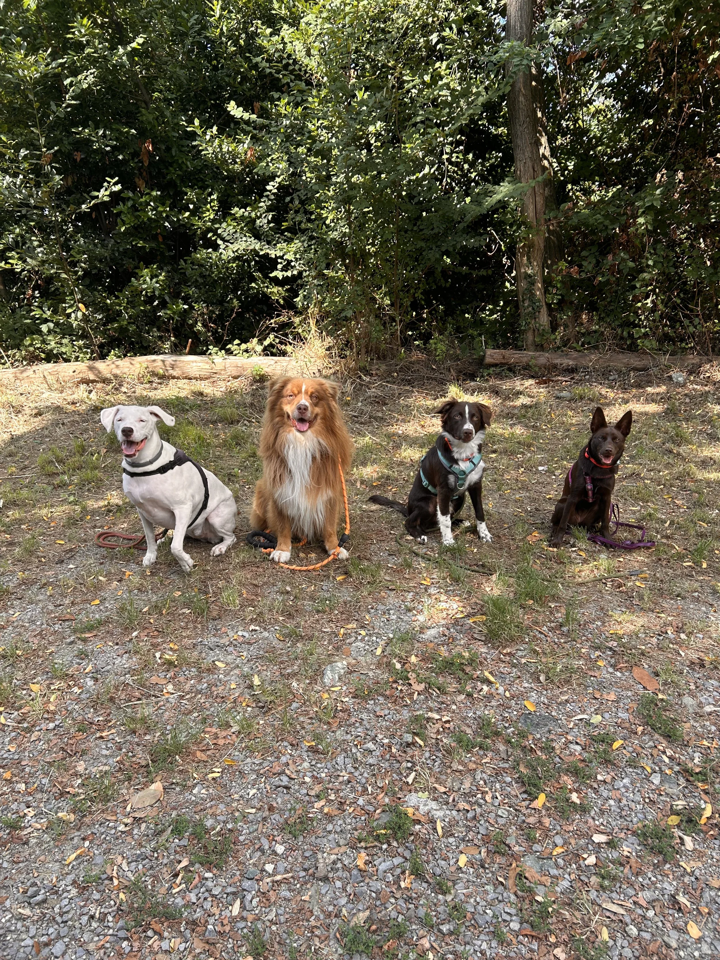 Quattro cani di diversa razza e colore seduti su un prato con foglie e sassi, sfondo di cespugli e alberi.