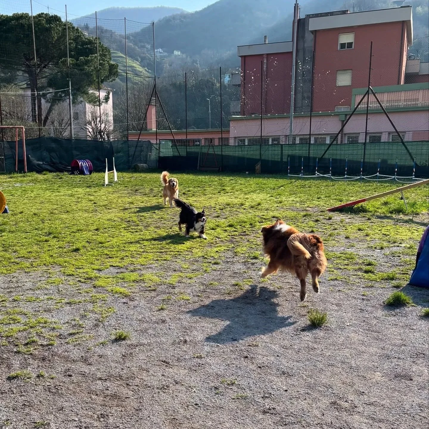 Quattro cani che giocano in un parco con erba e attrezzi per l'agility, con sfondo di edifici colorati e montagne.