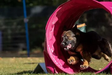 Cane che corre attraverso un tunnel di addestramento all'aperto