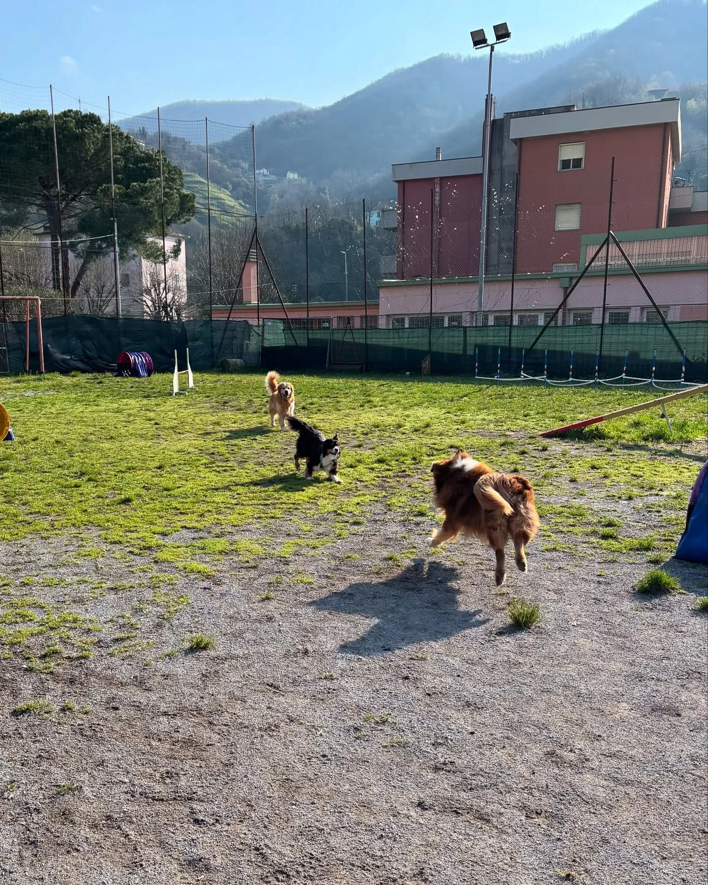 Corsa di quattro cani nel parco con erba e un'area di terreno, recinzioni e montagne sullo sfondo.