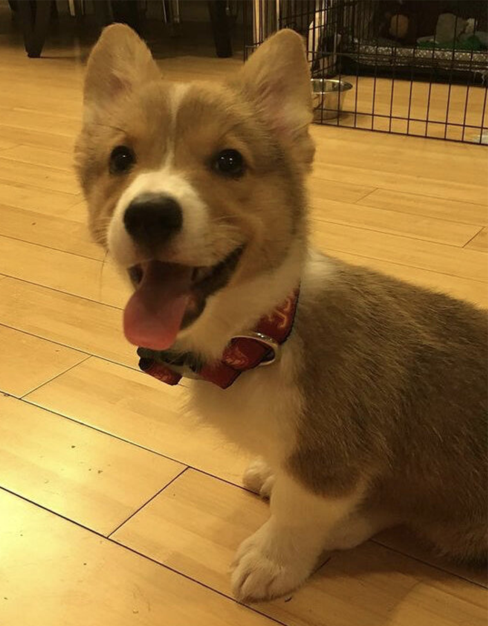 Photo of the dog Scotch, a brown and white Corgi, with his tongue out