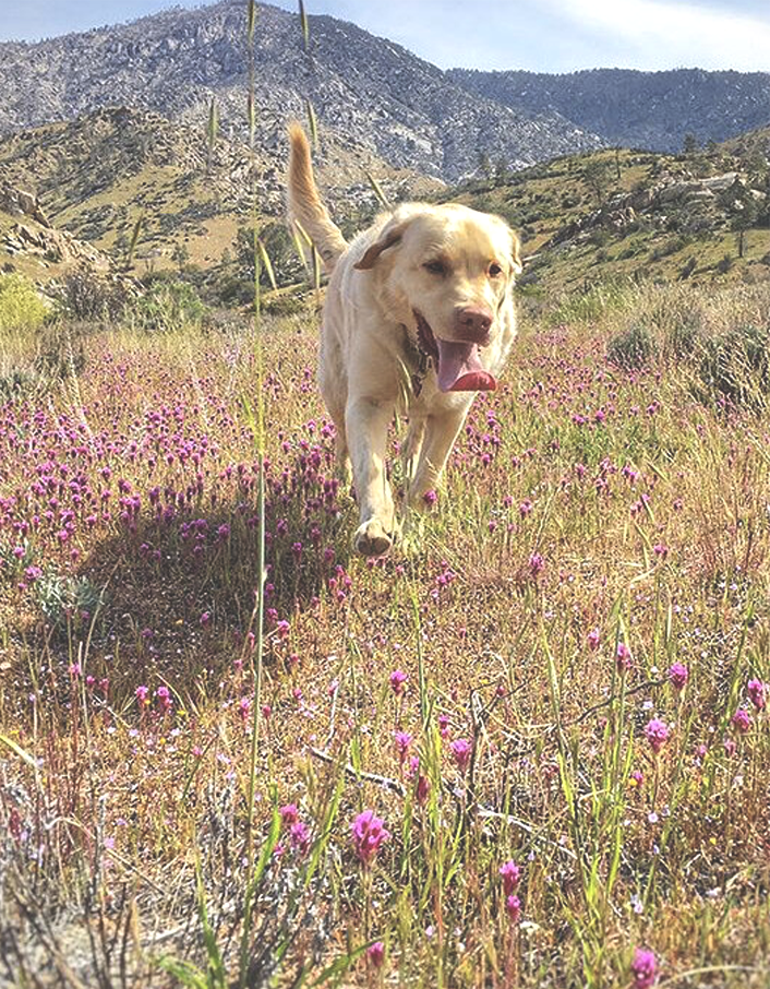 Photo of Fred, a large light tan lab mix dog running through purple flowers